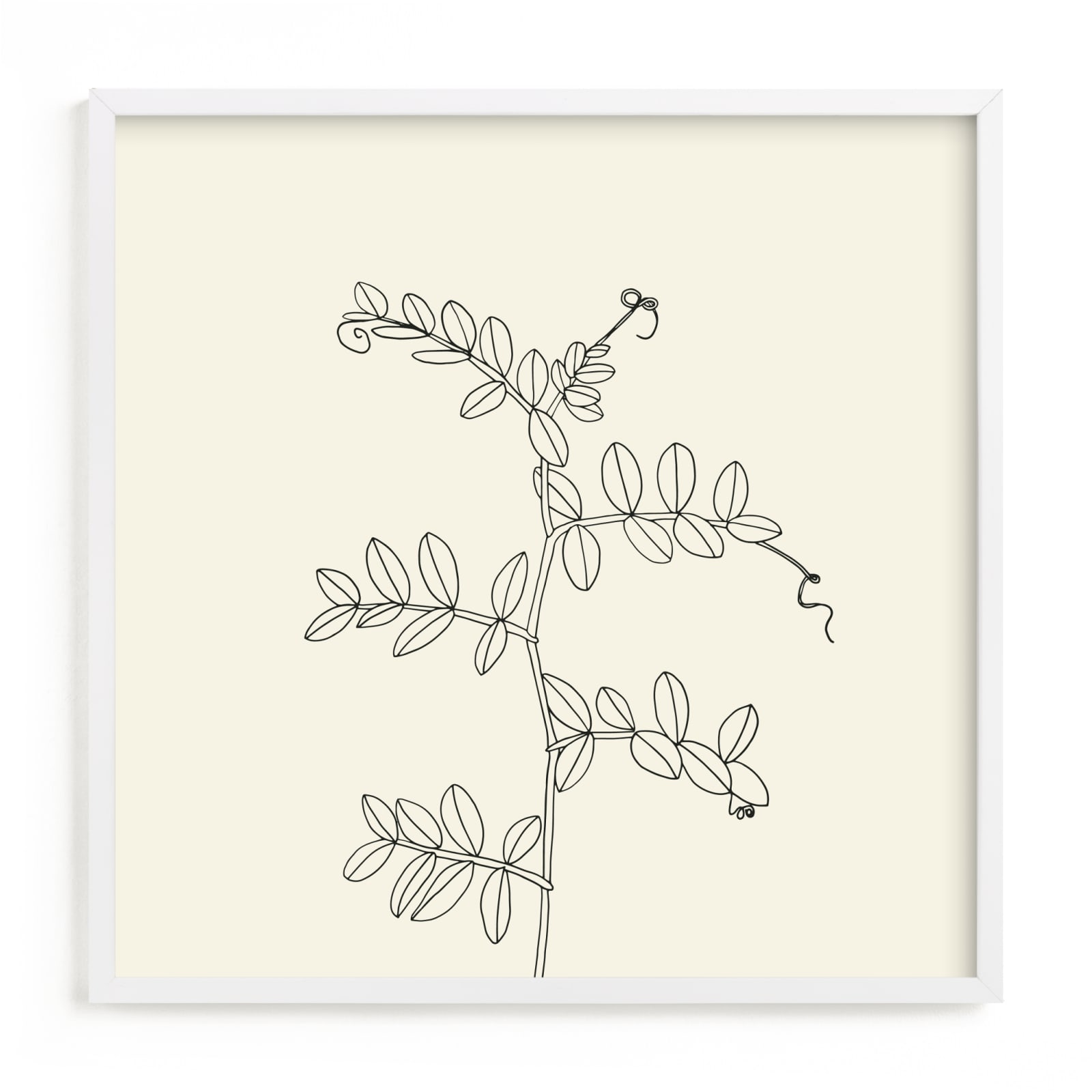 "Wild Pea" - Limited Edition Art Print by Jorey Hurley in beautiful frame options and a variety of sizes.