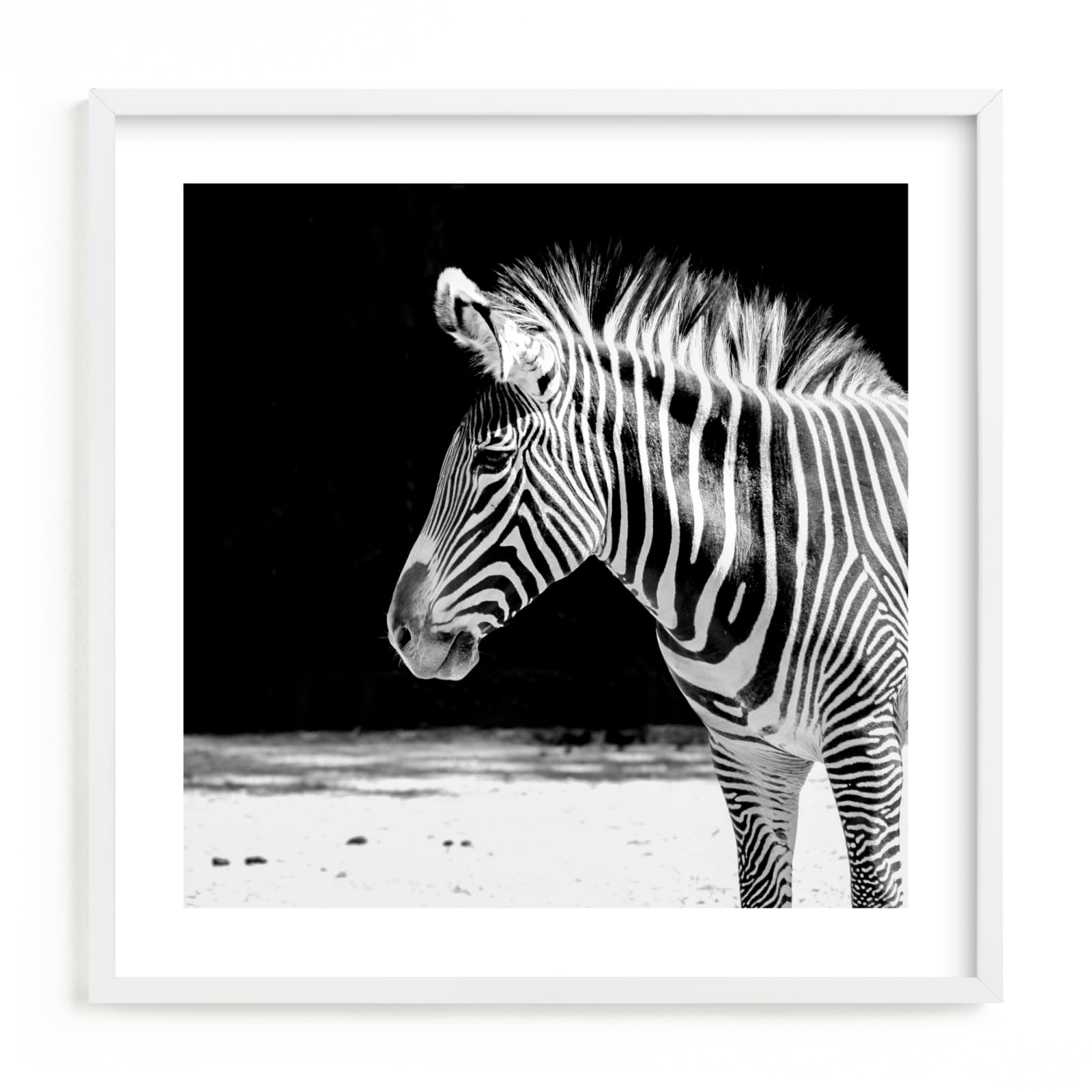 "Zebra" - Limited Edition Art Print by Stephanie Sherman in beautiful frame options and a variety of sizes.