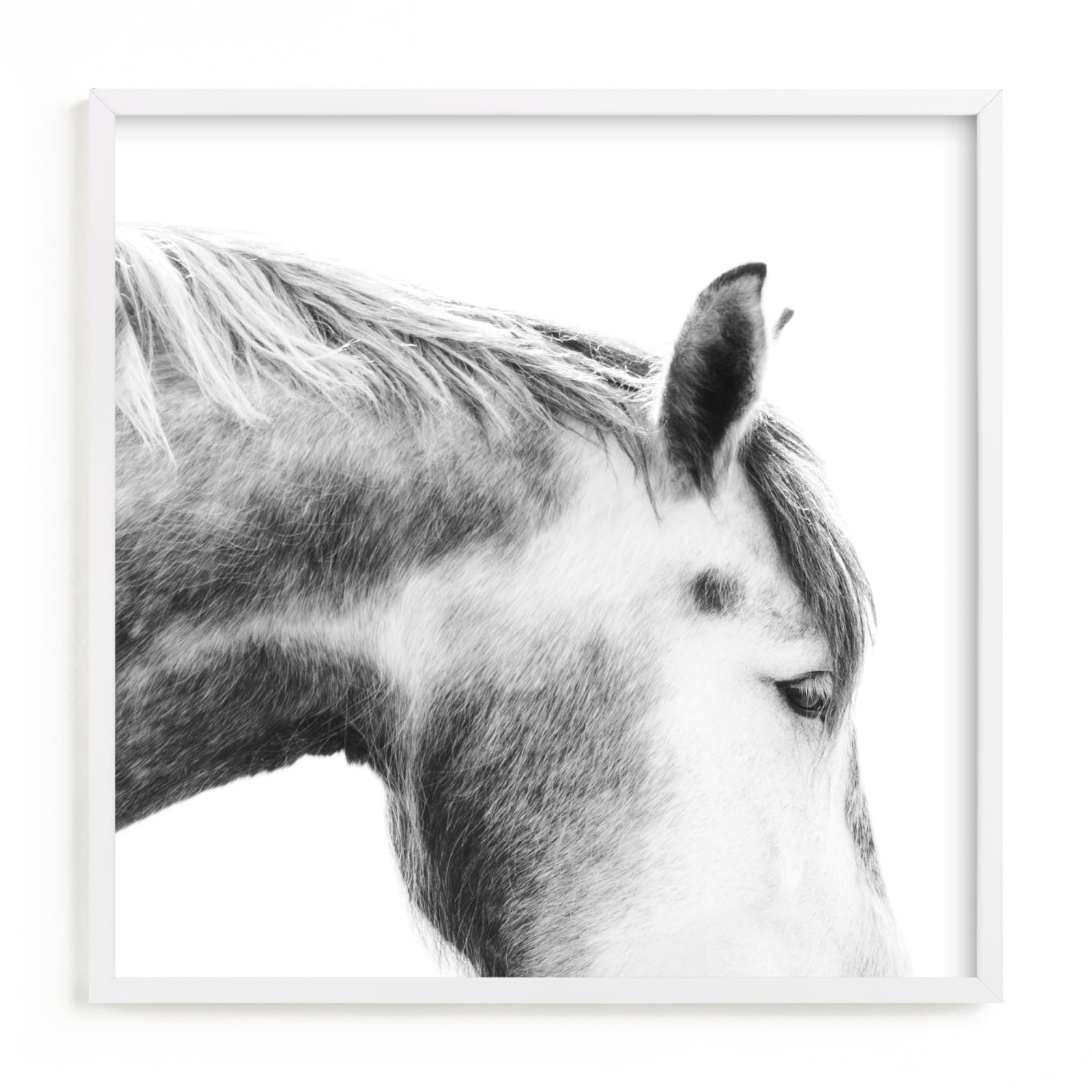 "Grey Horse" - Limited Edition Art Print by Jessica C Nugent in beautiful frame options and a variety of sizes.