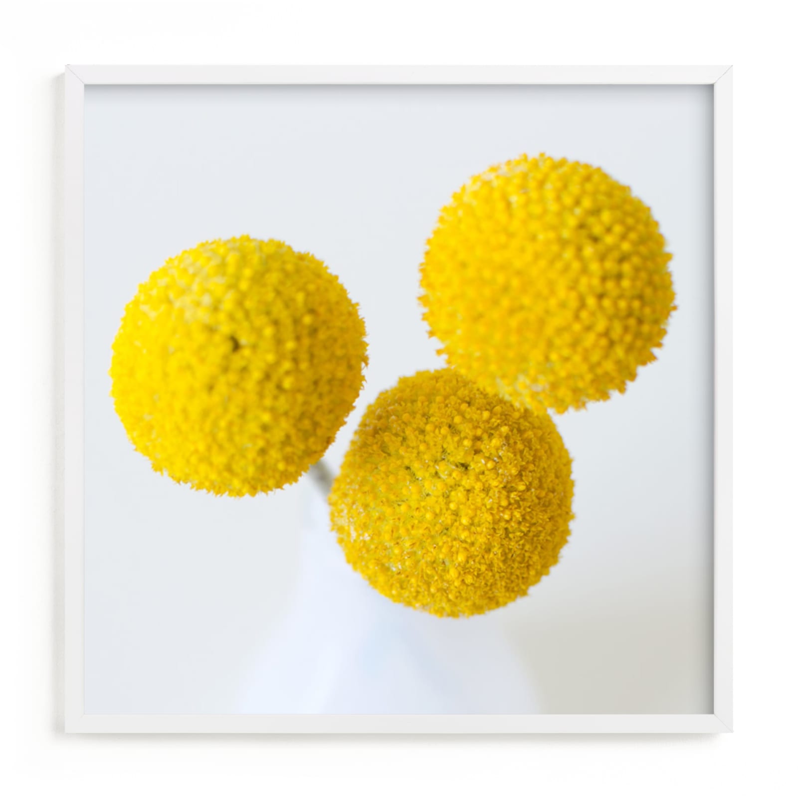 "Billy Buttons" - Art Print by Christina Flowers in beautiful frame options and a variety of sizes.