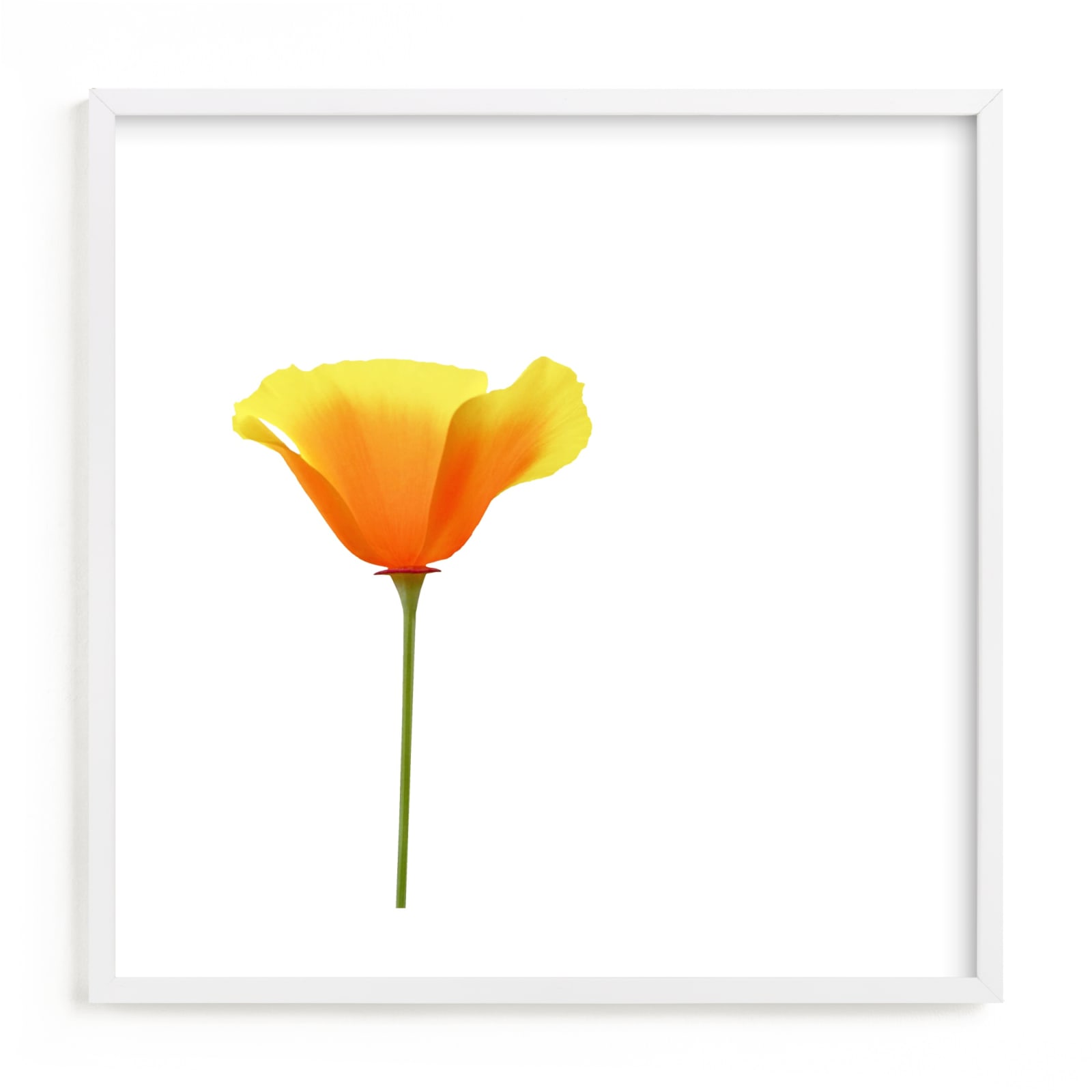 "California Poppy" - Limited Edition Art Print by Corinne Aelbers in beautiful frame options and a variety of sizes.