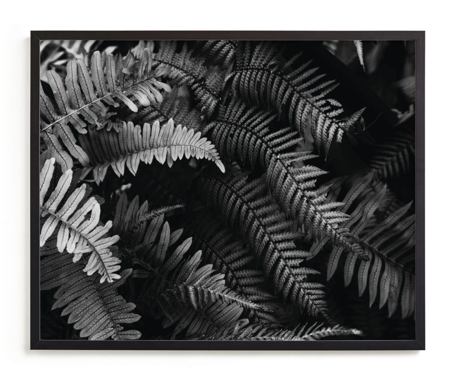 "Ferns" - Limited Edition Art Print by Eliane Lamb in beautiful frame options and a variety of sizes.