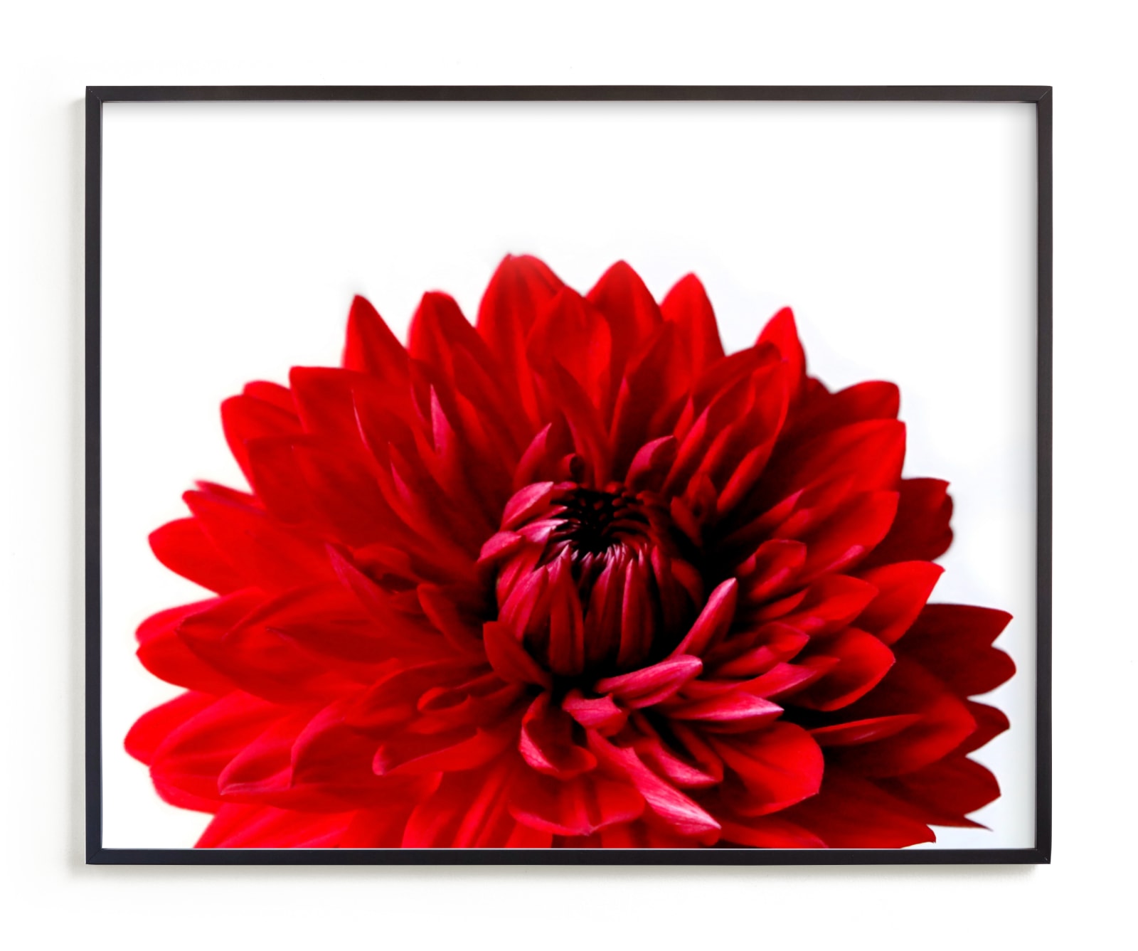 "Bold Dahlia" by Janelle Wourms in beautiful frame options and a variety of sizes.