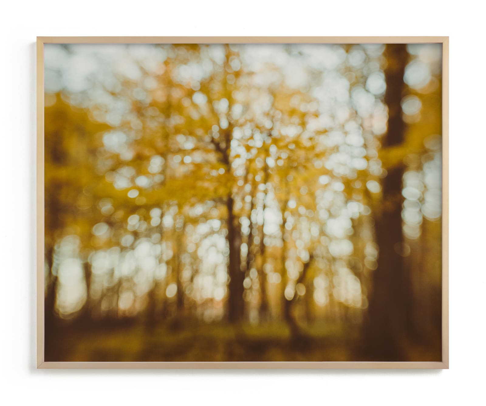 "Golden Canopy Study #2" - Limited Edition Art Print by Stacy Kron in beautiful frame options and a variety of sizes.