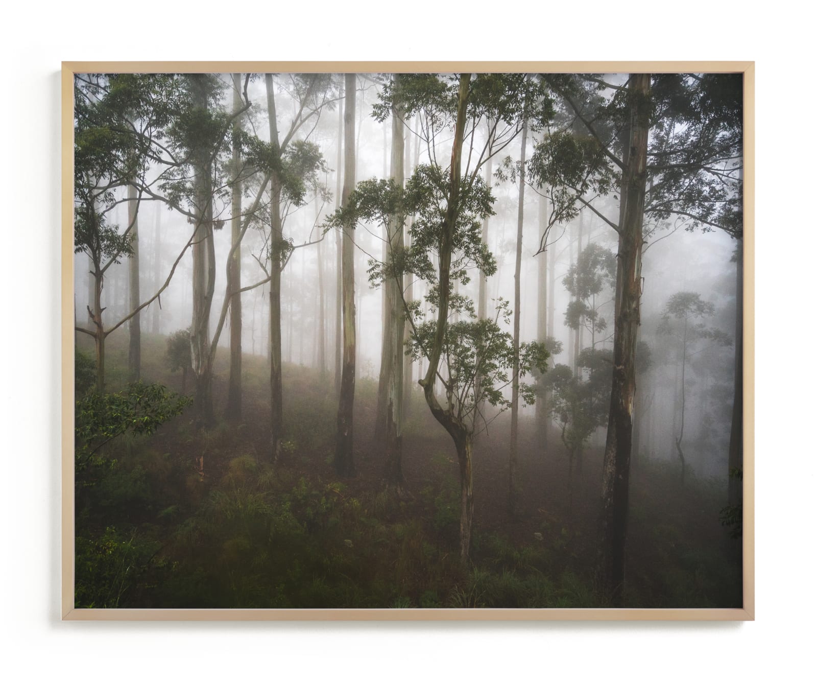 "Trees in the Mist" - Limited Edition Art Print by Benno and Noosa in beautiful frame options and a variety of sizes.