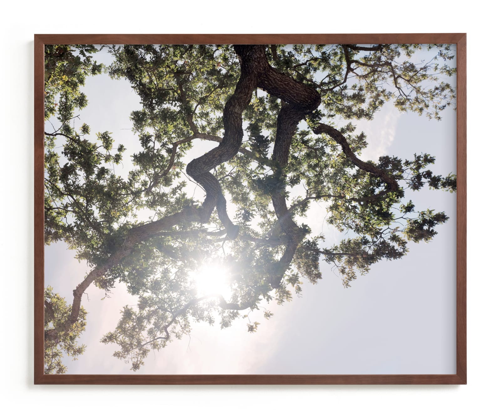 "Elegant Oak Tree" - Limited Edition Art Print by Wilder California in beautiful frame options and a variety of sizes.