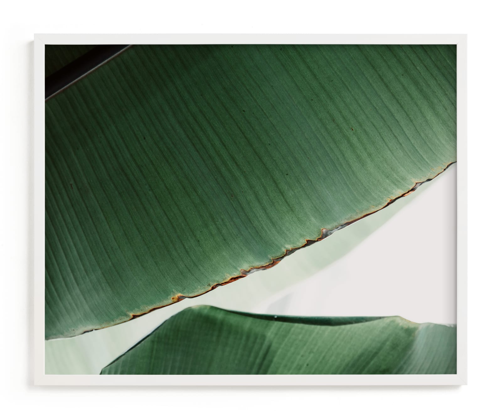 "leaf & light 1" - Limited Edition Art Print by Alicia Abla in beautiful frame options and a variety of sizes.
