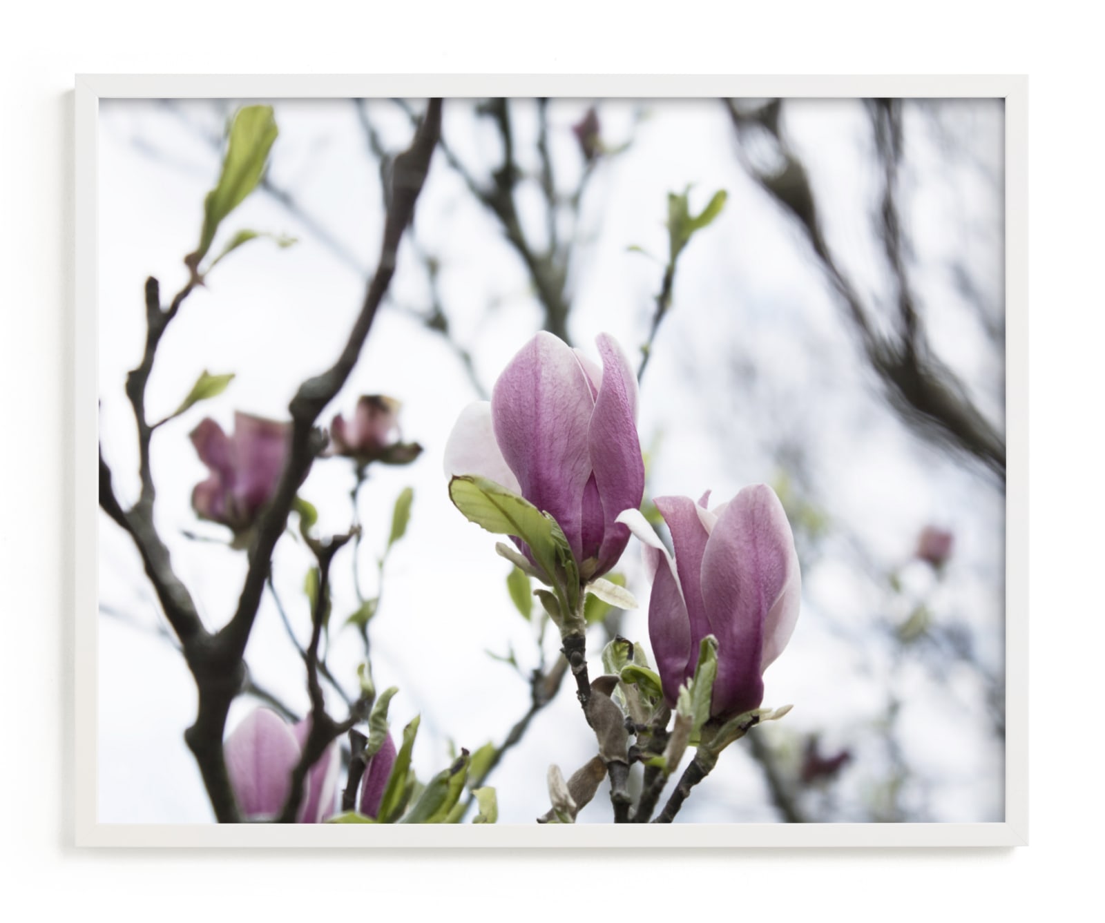 "Sugar Magnolia" by Karen Kaul in beautiful frame options and a variety of sizes.