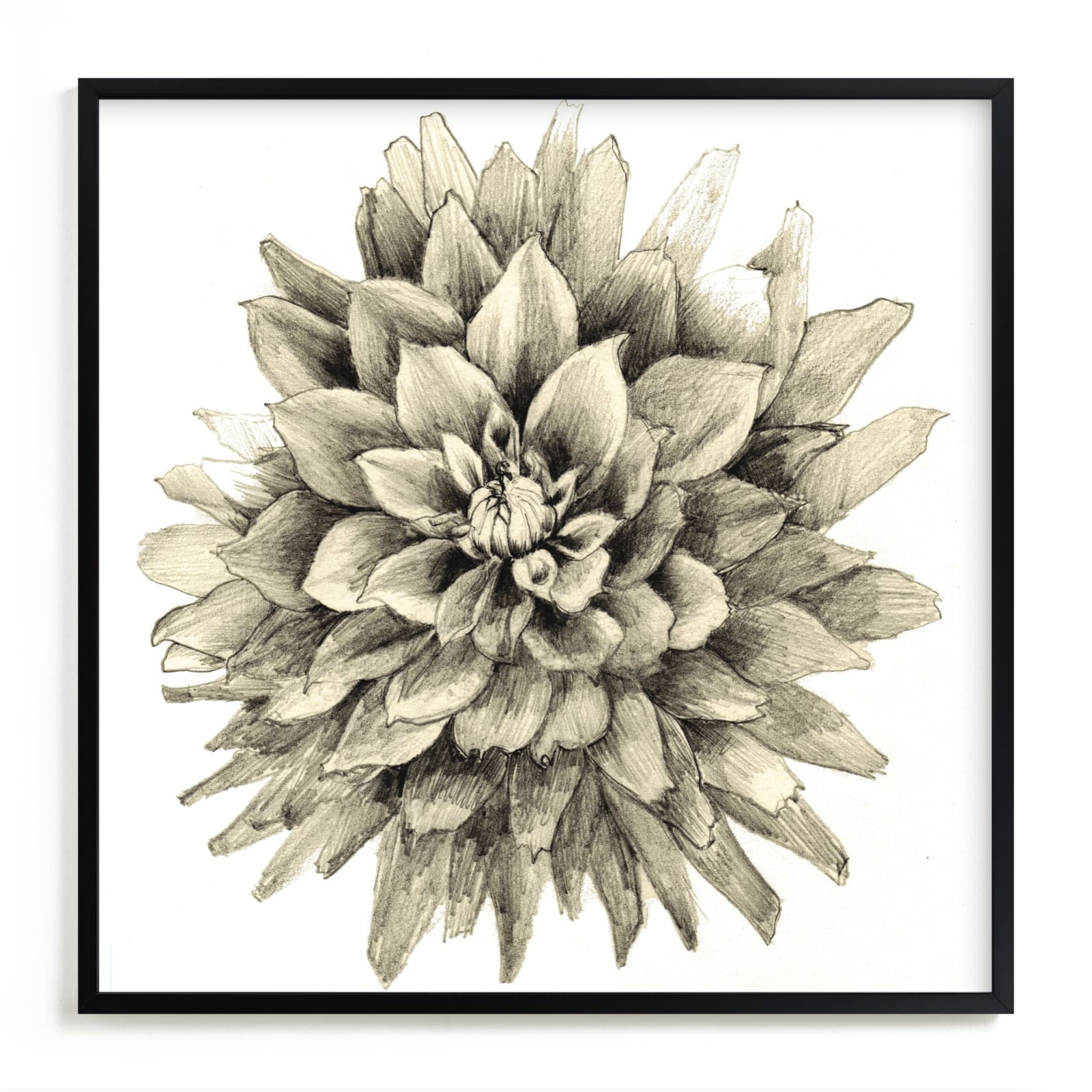 "Graphite Dahlia" - Art Print by Sonal Nathwani in beautiful frame options and a variety of sizes.