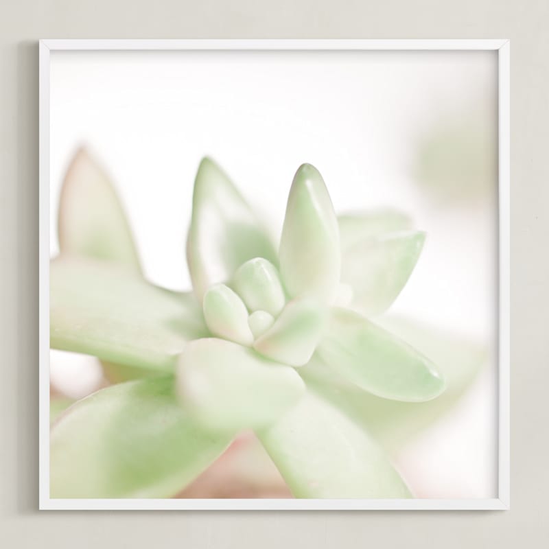 Soft Succulent No. 3