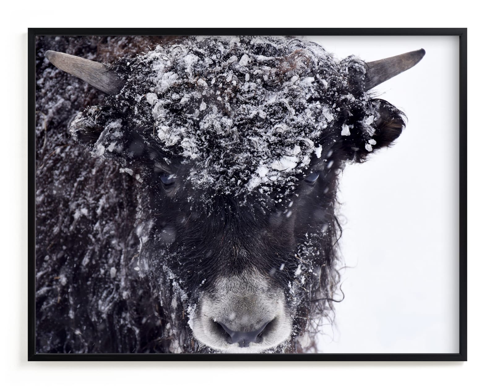 "First Winter" - Art Print by Leslie Le Coq in beautiful frame options and a variety of sizes.