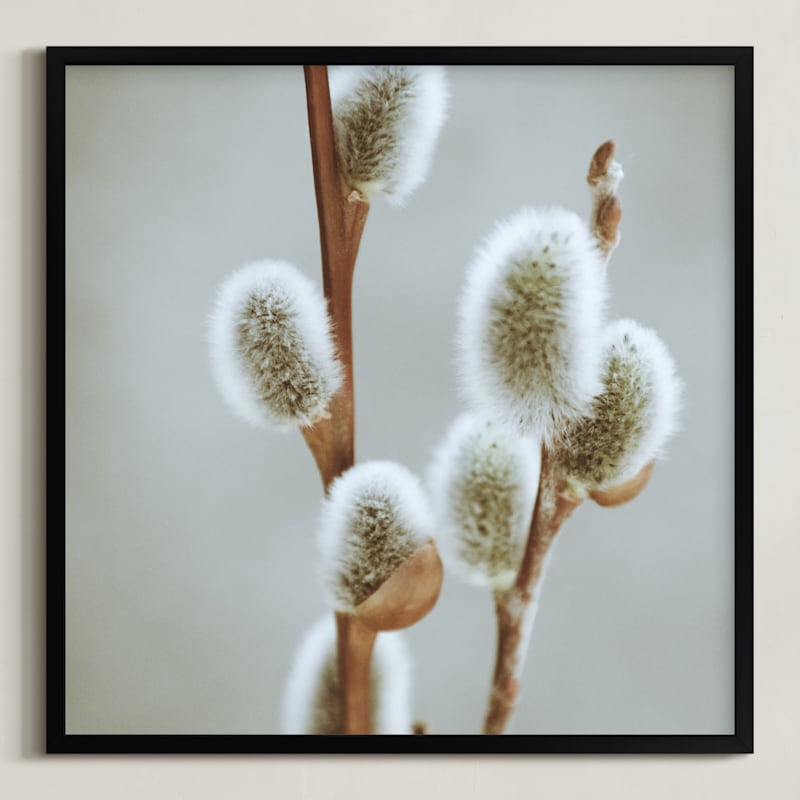 Fuzzy Catkins