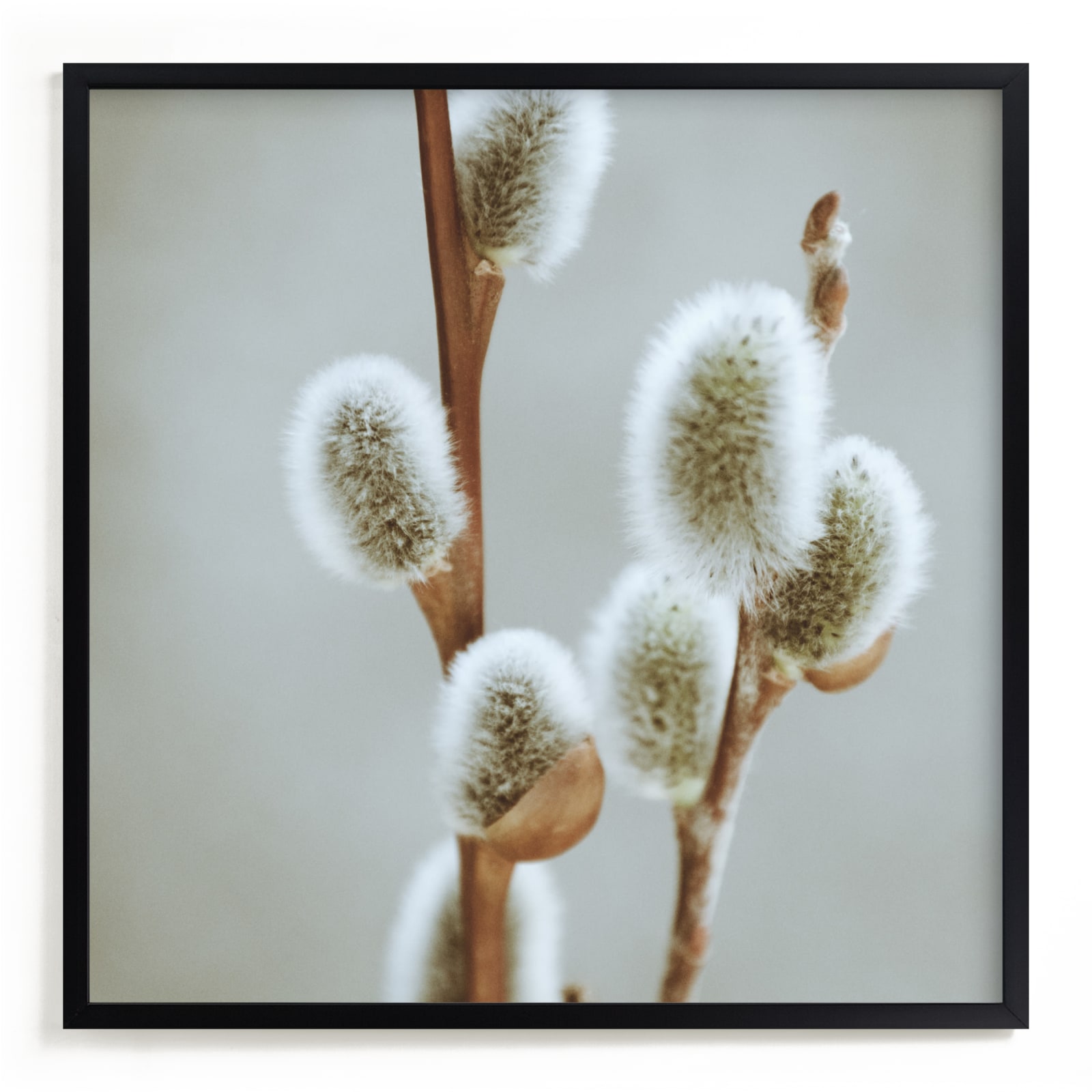 "Fuzzy Catkins" - Art Print by Johanna Phillips Huuva in beautiful frame options and a variety of sizes.