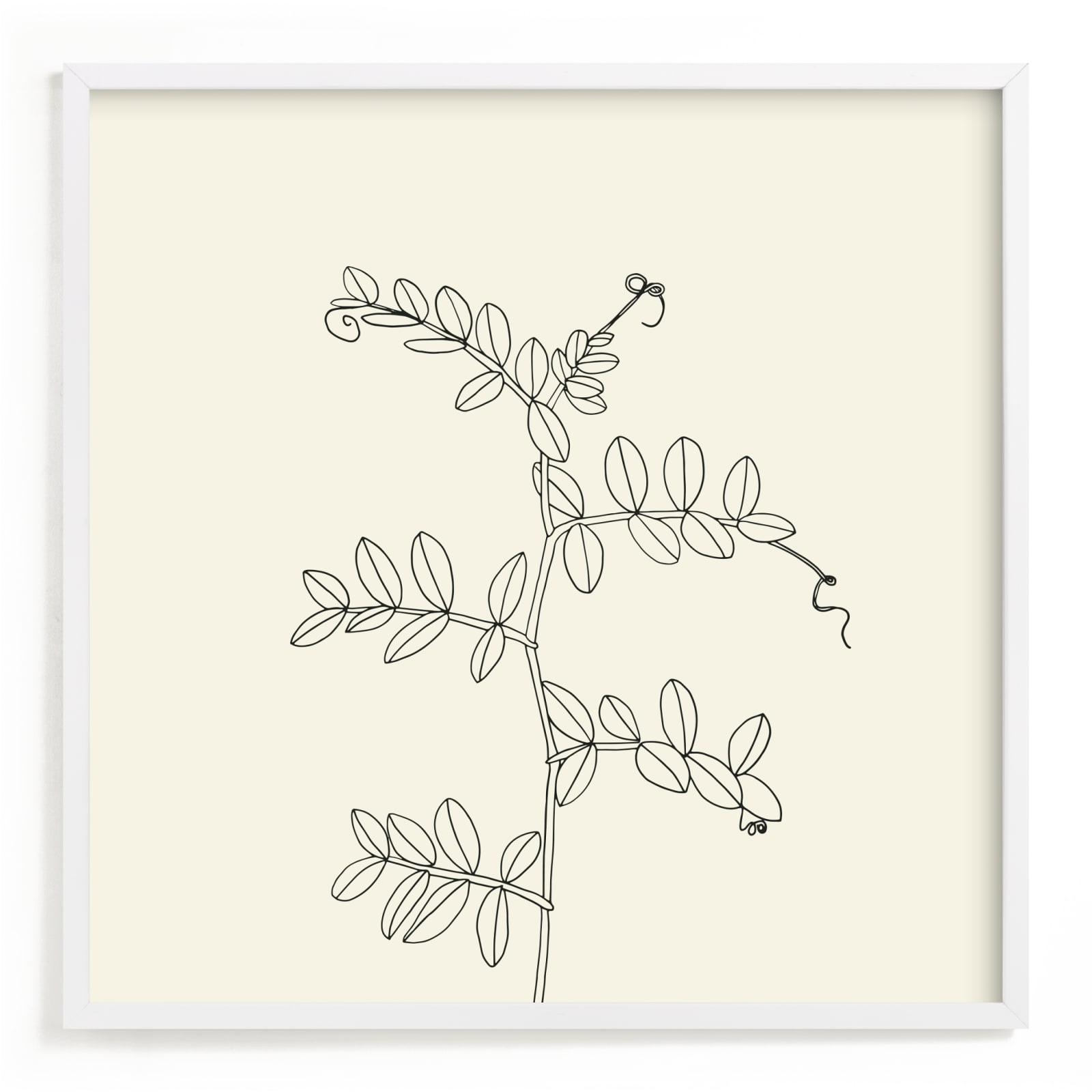 "Wild Pea" - Limited Edition Art Print by Jorey Hurley in beautiful frame options and a variety of sizes.