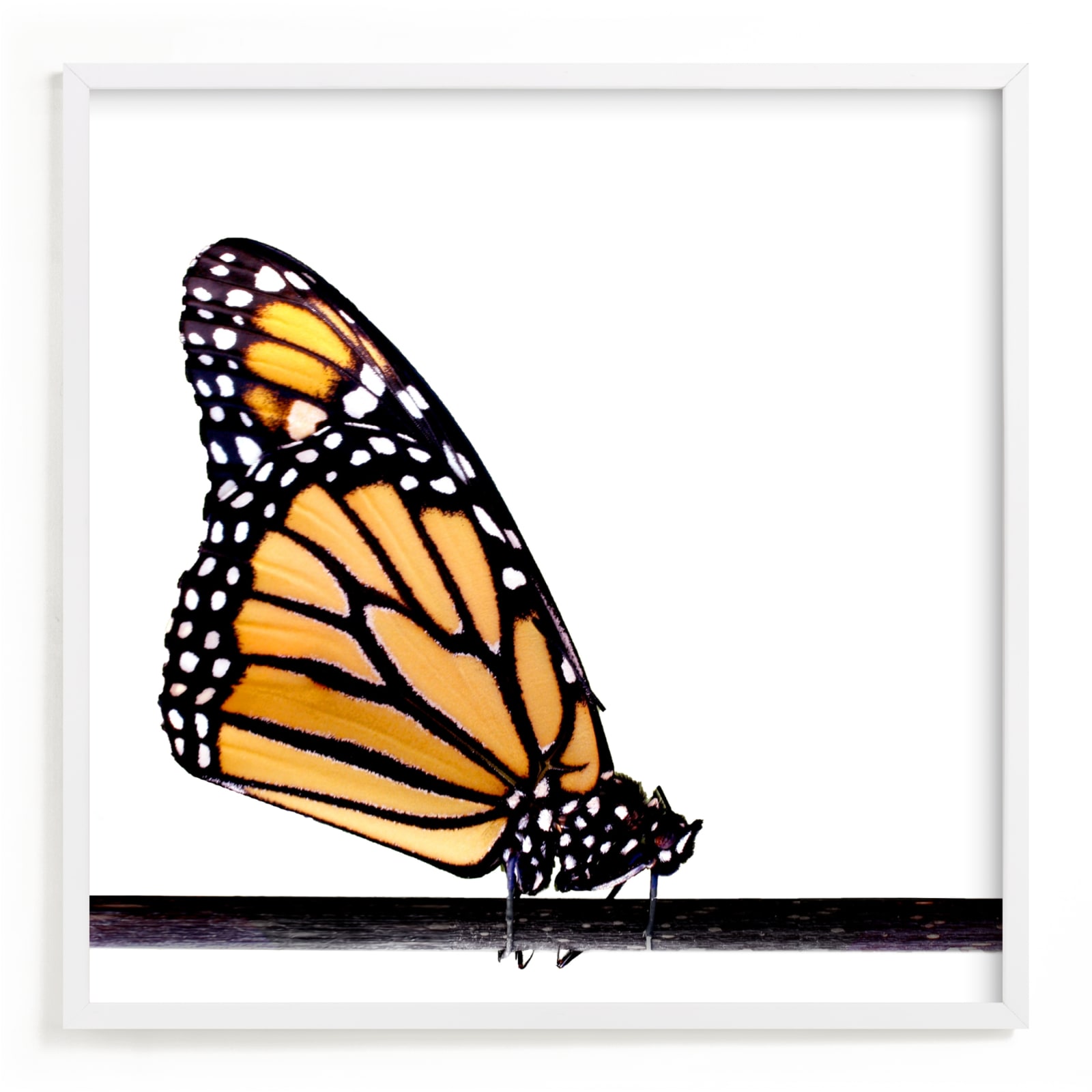 Monarch Butterfly - Signed Fine Art Print