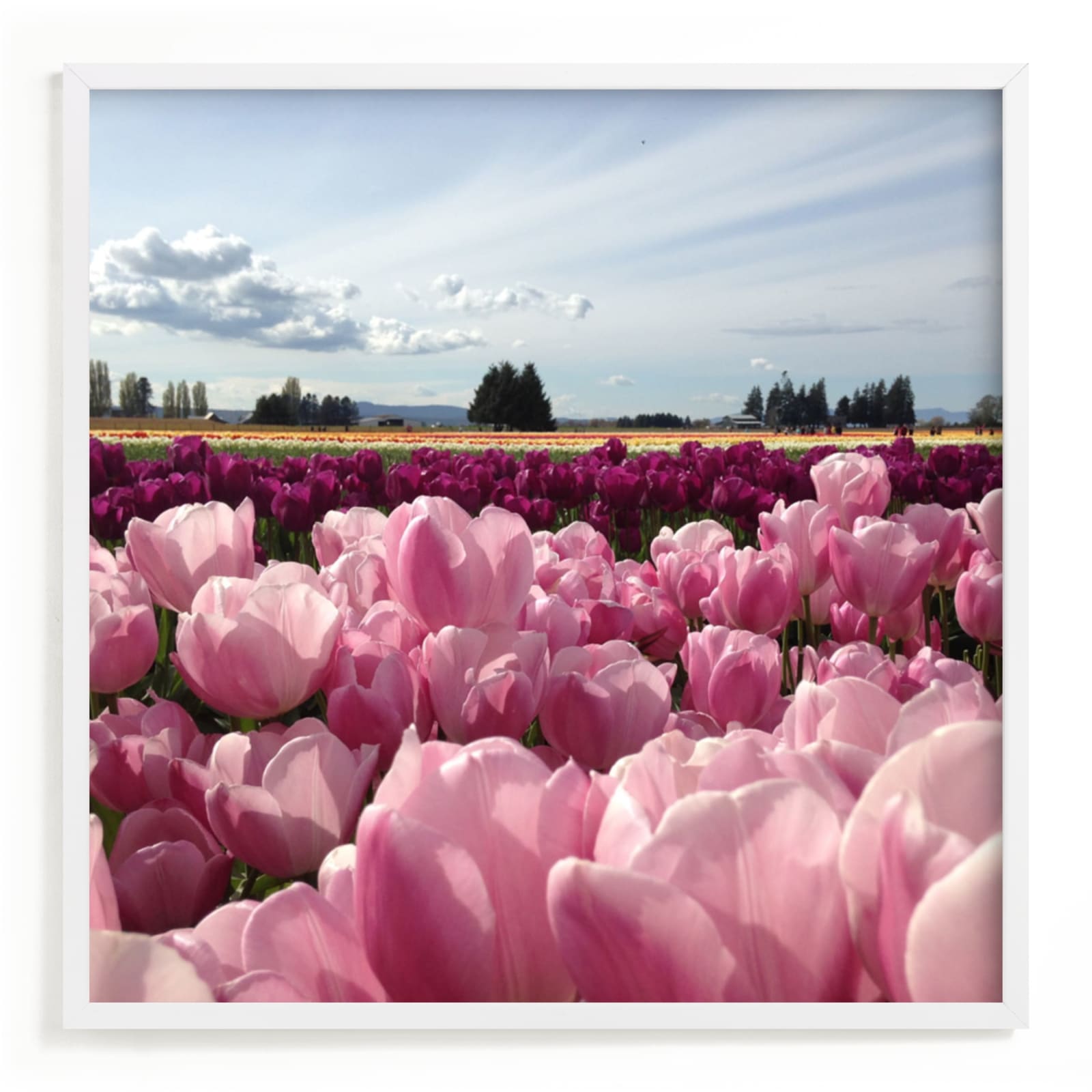 "Pink Fields of Light" - Art Print by Jan Kessel in beautiful frame options and a variety of sizes.