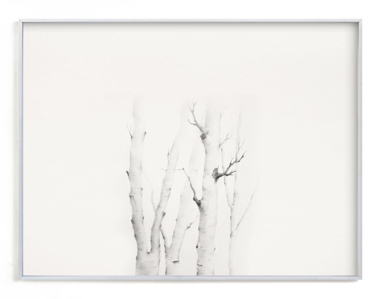 "Birch in Chappaquiddick" - Art Print by jinseikou in beautiful frame options and a variety of sizes.