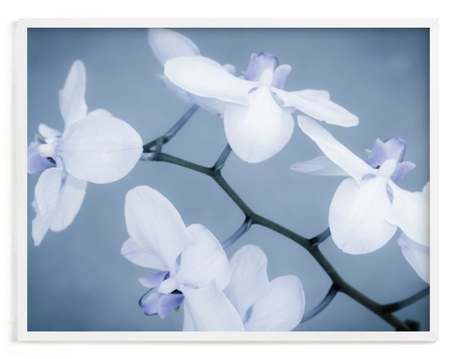 "Orchids In Flight" - Art Print by Debra Butler in beautiful frame options and a variety of sizes.