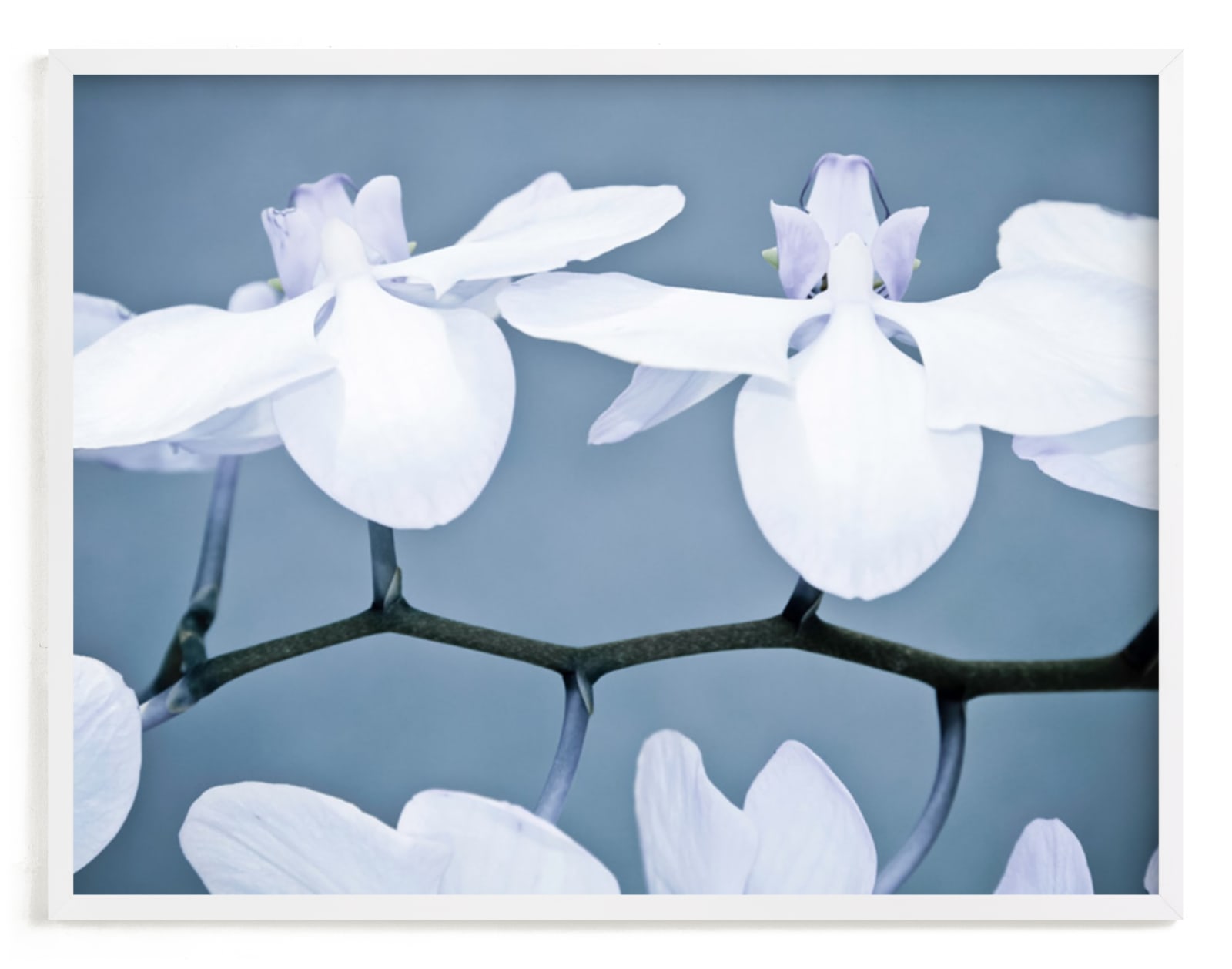 "Orchid Wings" - Art Print by Debra Butler in beautiful frame options and a variety of sizes.