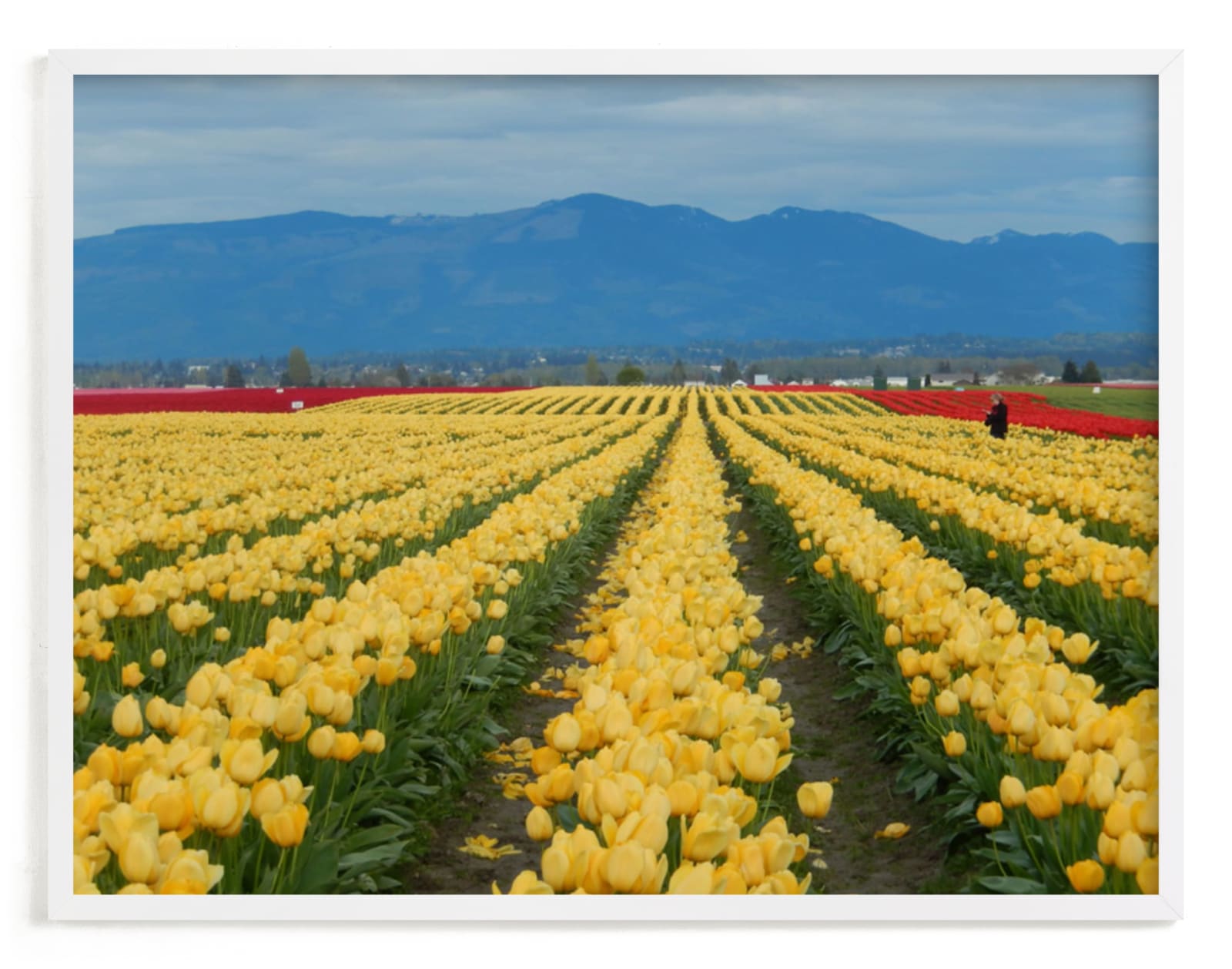 "Carpet of Tulips" - Art Print by Jan Kessel in beautiful frame options and a variety of sizes.