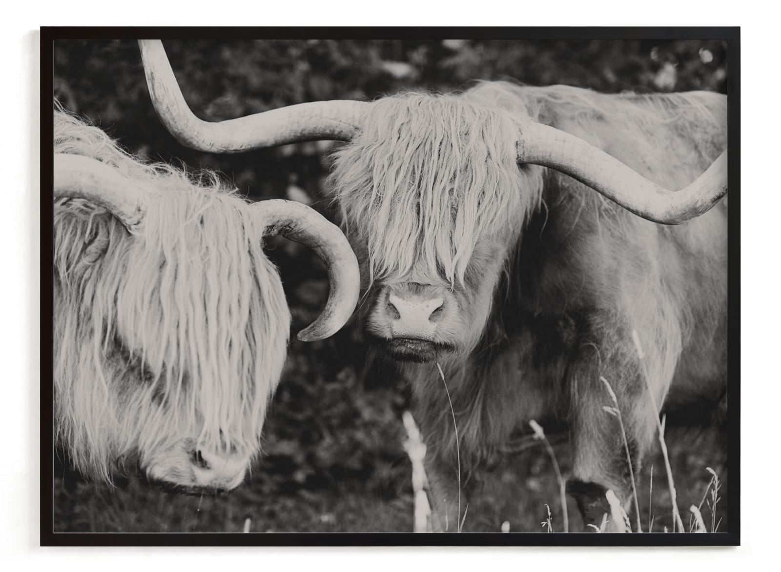 "Highland Cows" - Limited Edition Art Print by Amy Carroll in beautiful frame options and a variety of sizes.