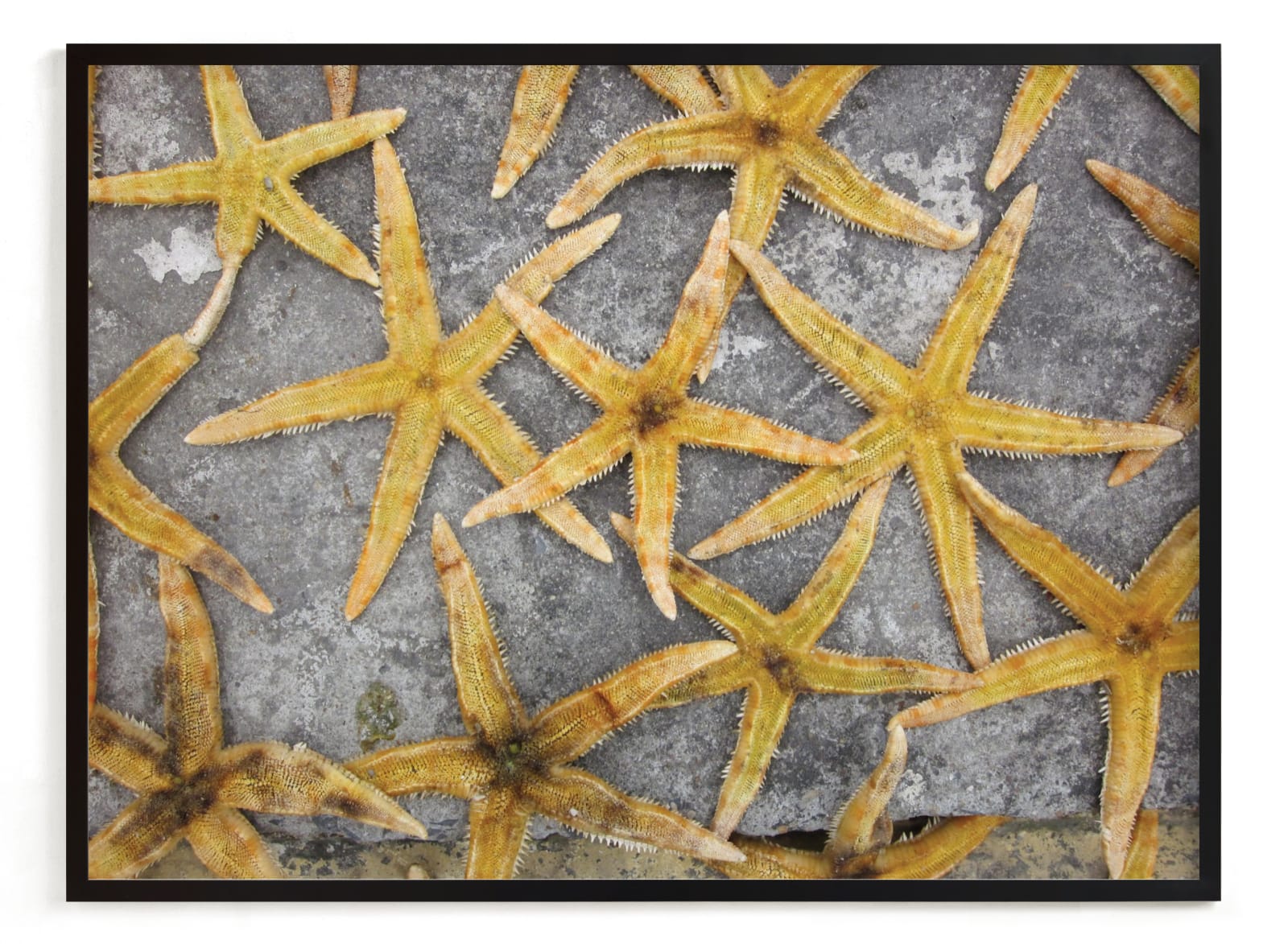 "sea stars" - Art Print by Julie Hebert in beautiful frame options and a variety of sizes.