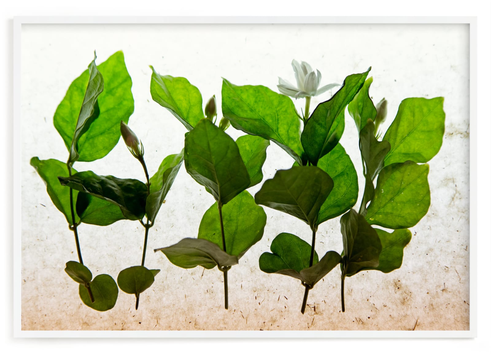 "lush green" - Limited Edition Art Print by Qing Ji in beautiful frame options and a variety of sizes.