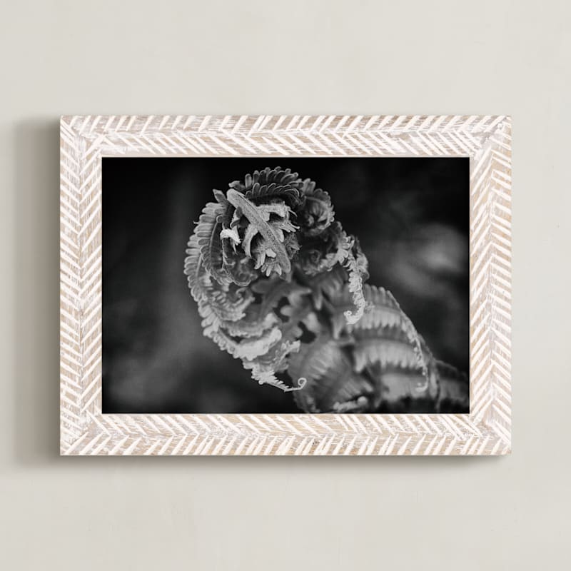 Curly Fern