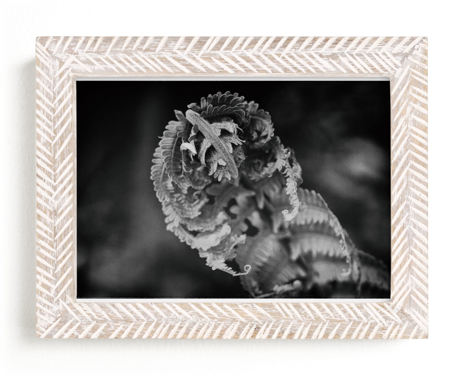"Curly Fern" by Alexis Arnold in beautiful frame options and a variety of sizes.
