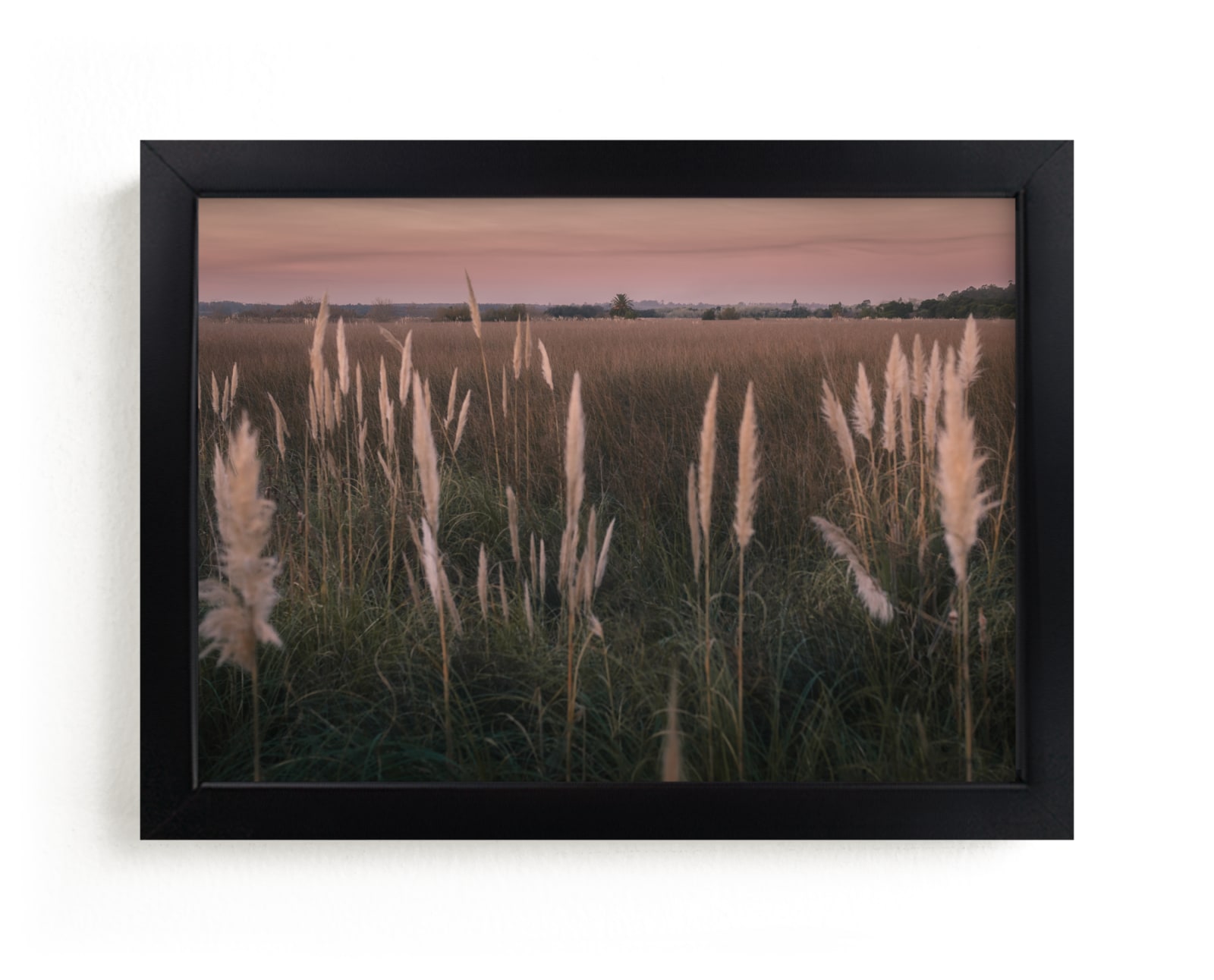 "Pampas grass" - Limited Edition Art Print by Lucia Coppola in beautiful frame options and a variety of sizes.