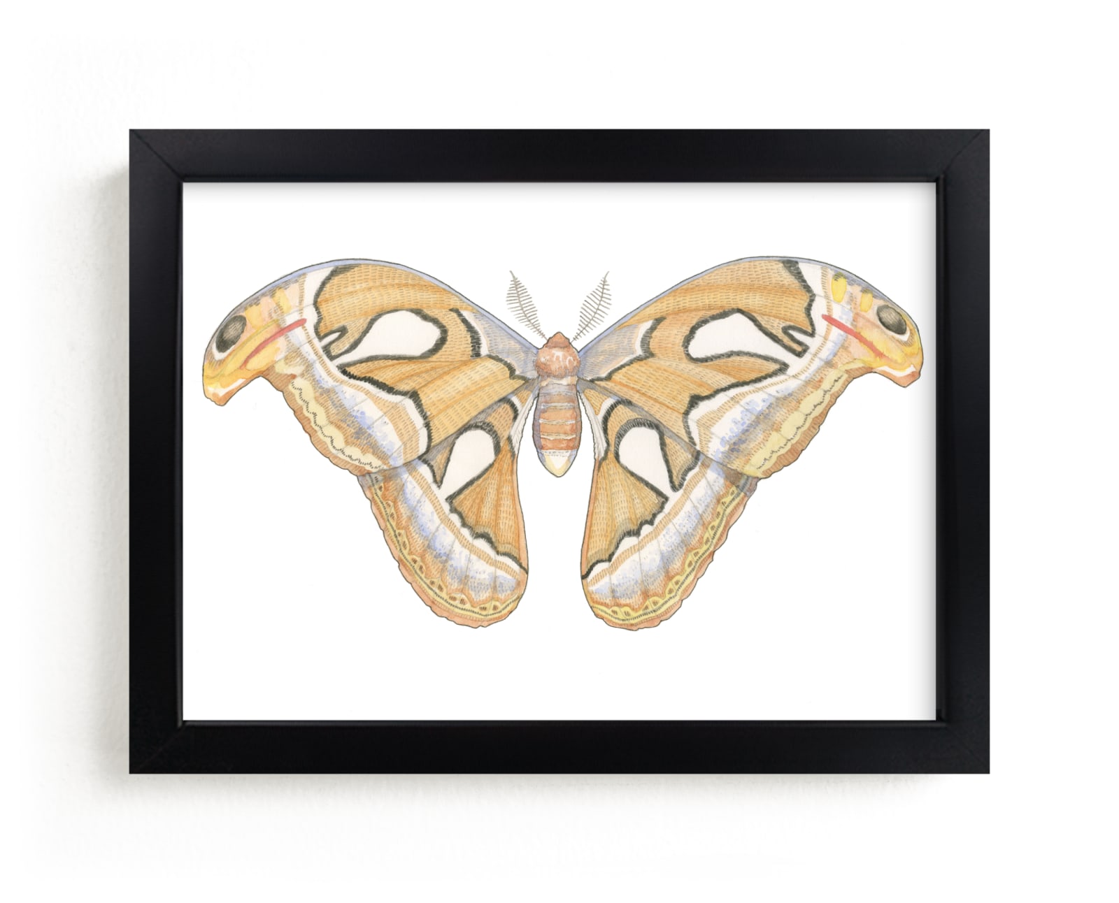 "Atlas Moth" - Limited Edition Art Print by Natalie Groves in beautiful frame options and a variety of sizes.