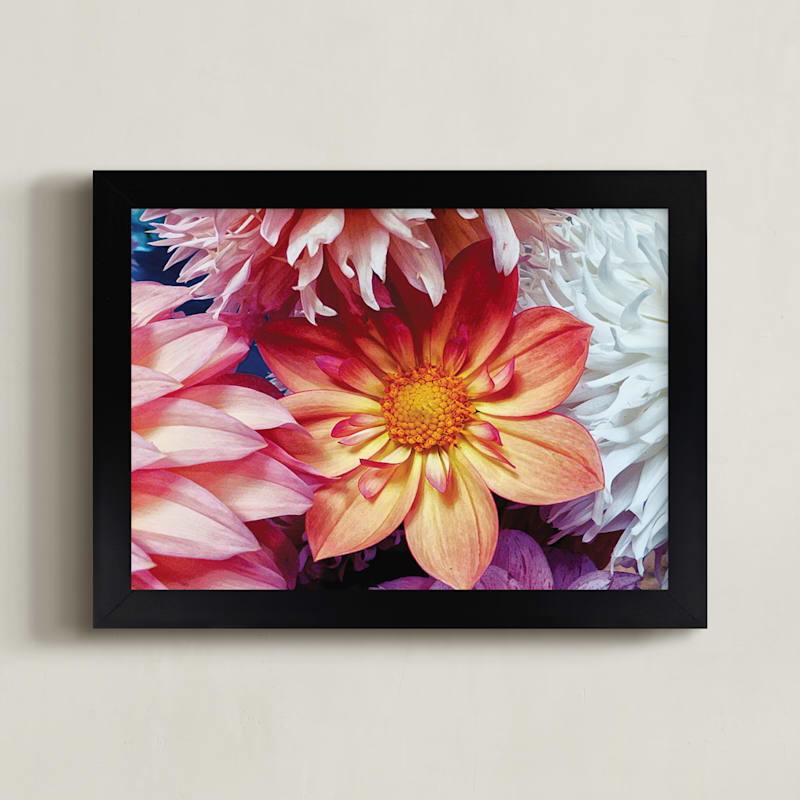 Dahlia Mix II