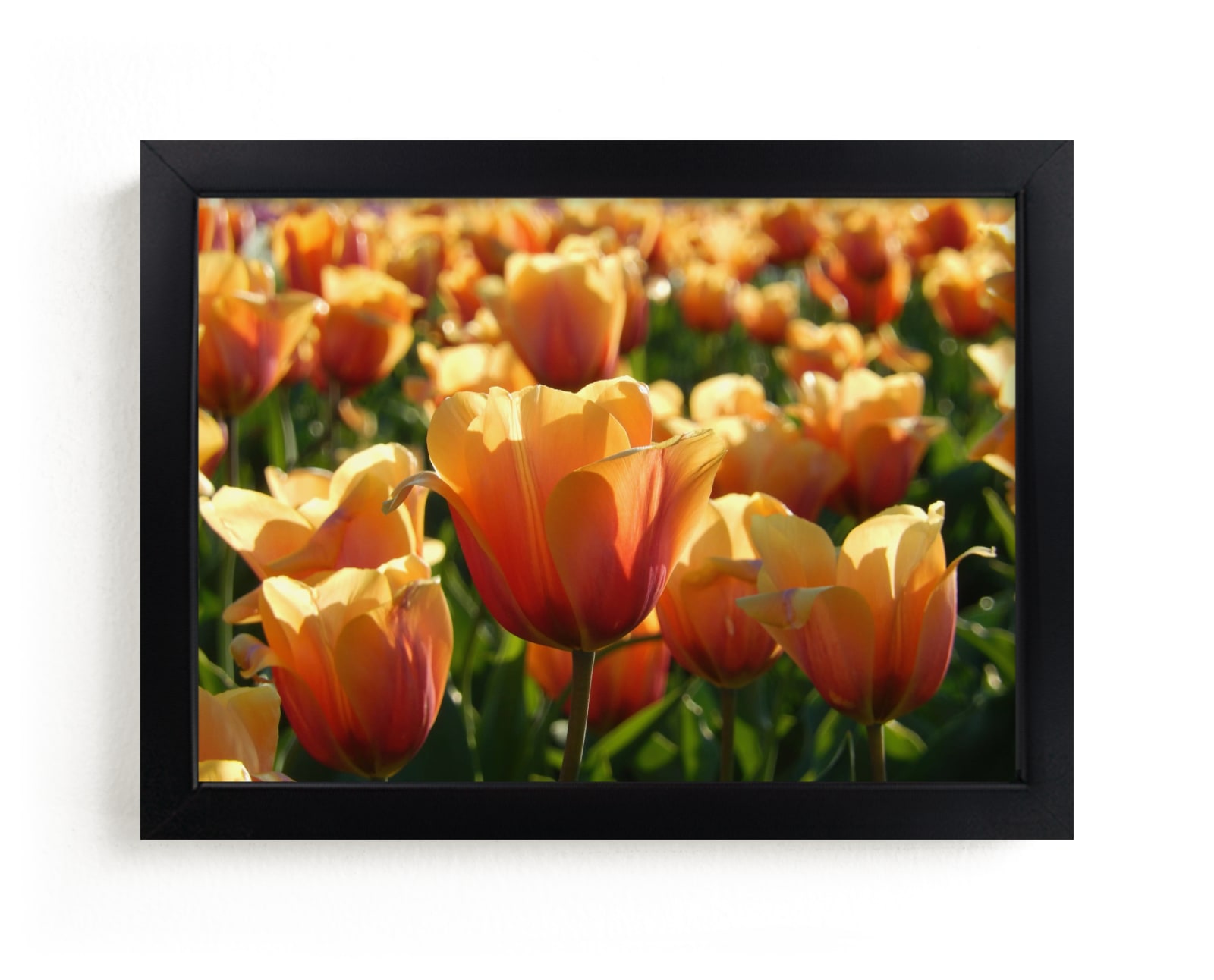 "Sunshine Tulips" - Art Print by Jan Kessel in beautiful frame options and a variety of sizes.