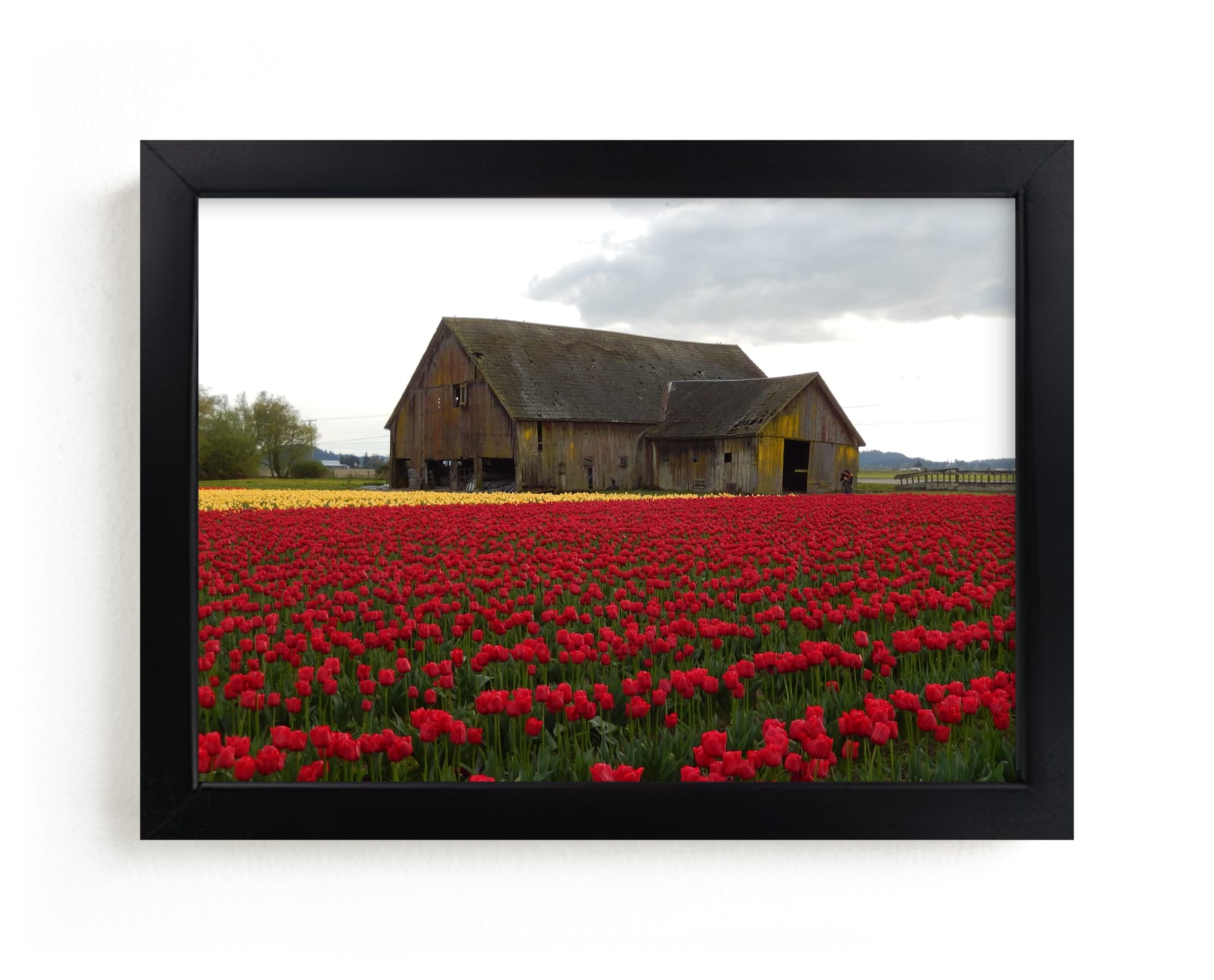 "Still Blooming" - Art Print by Jan Kessel in beautiful frame options and a variety of sizes.
