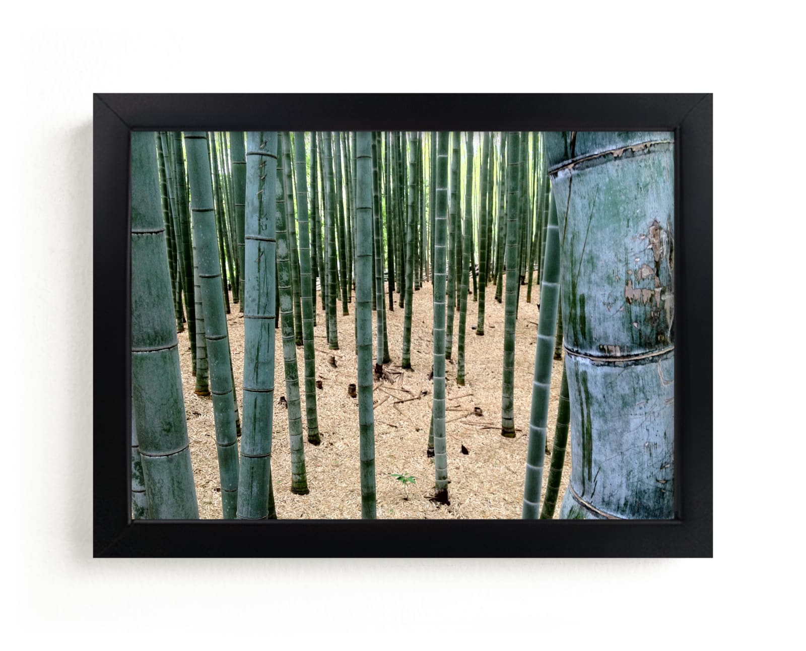 "Bamboo Garden" - Art Print by nathan glynn in beautiful frame options and a variety of sizes.