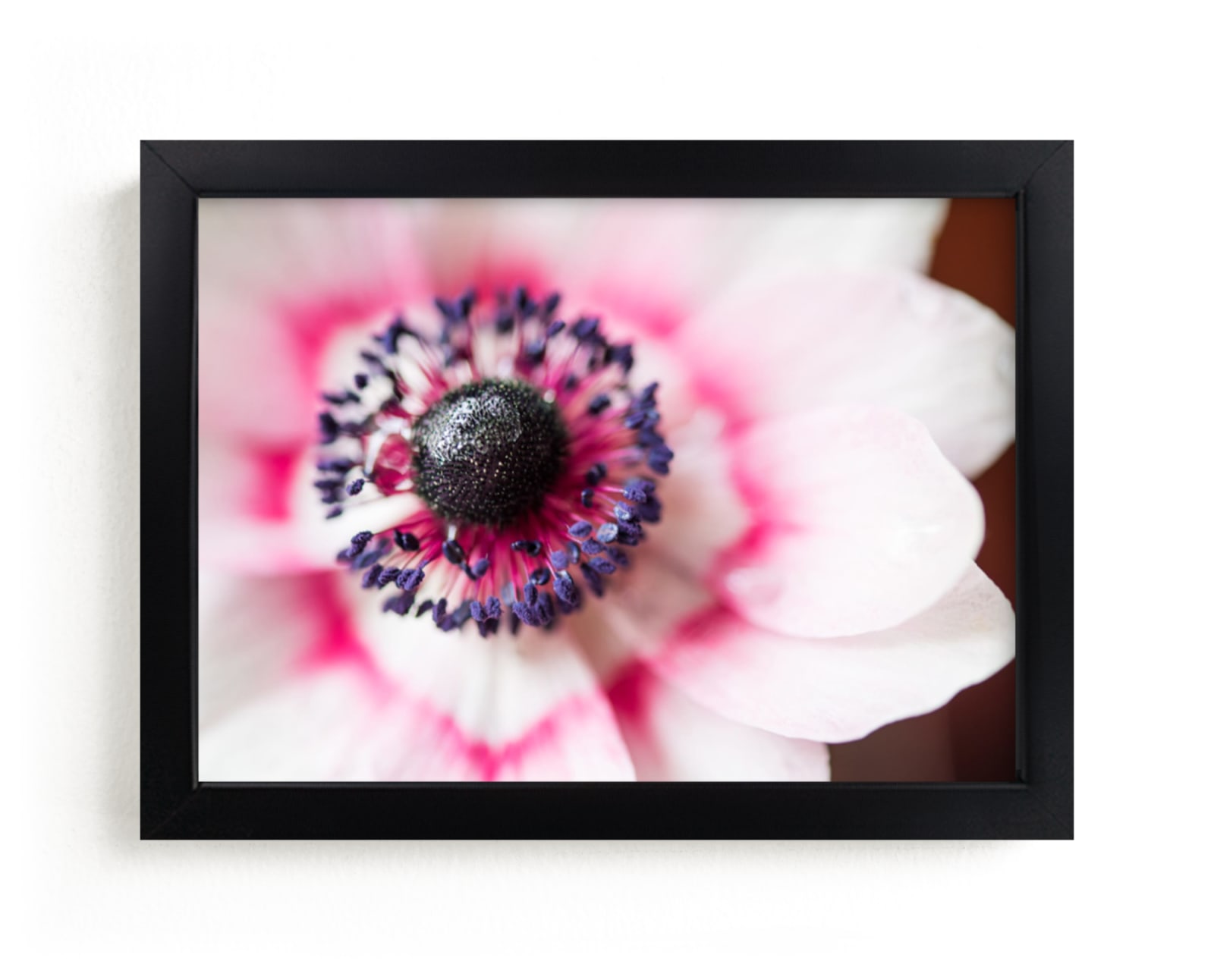 "Blushing Anemone" - Art Print by Ilze Lucero in beautiful frame options and a variety of sizes.