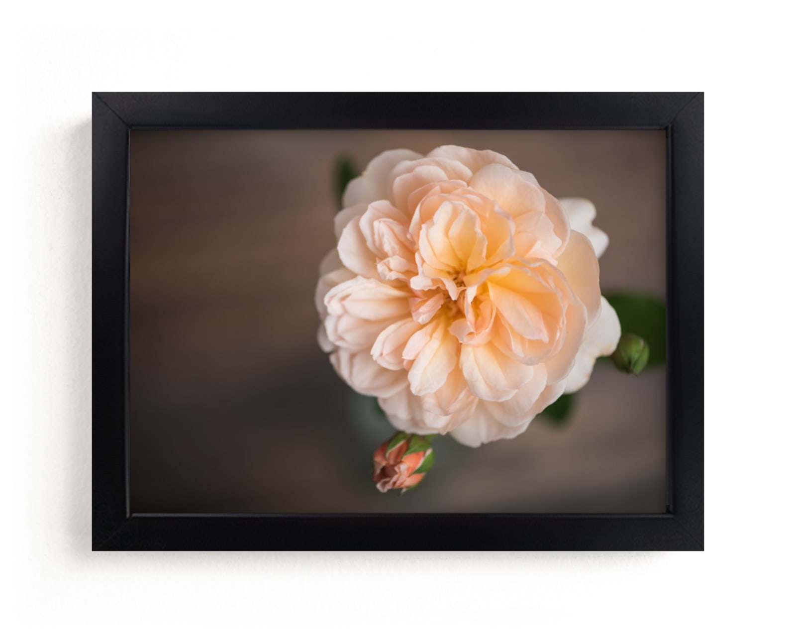 "English Garden Rose" - Art Print by Ilze Lucero in beautiful frame options and a variety of sizes.