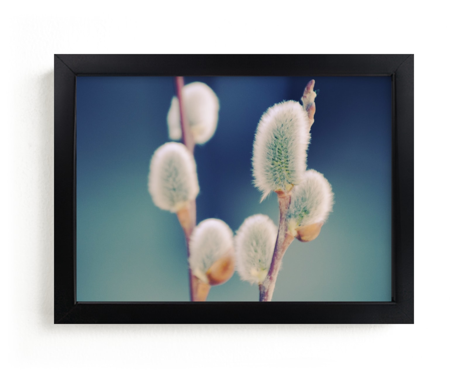"Catkins" - Art Print by Johanna Phillips Huuva in beautiful frame options and a variety of sizes.