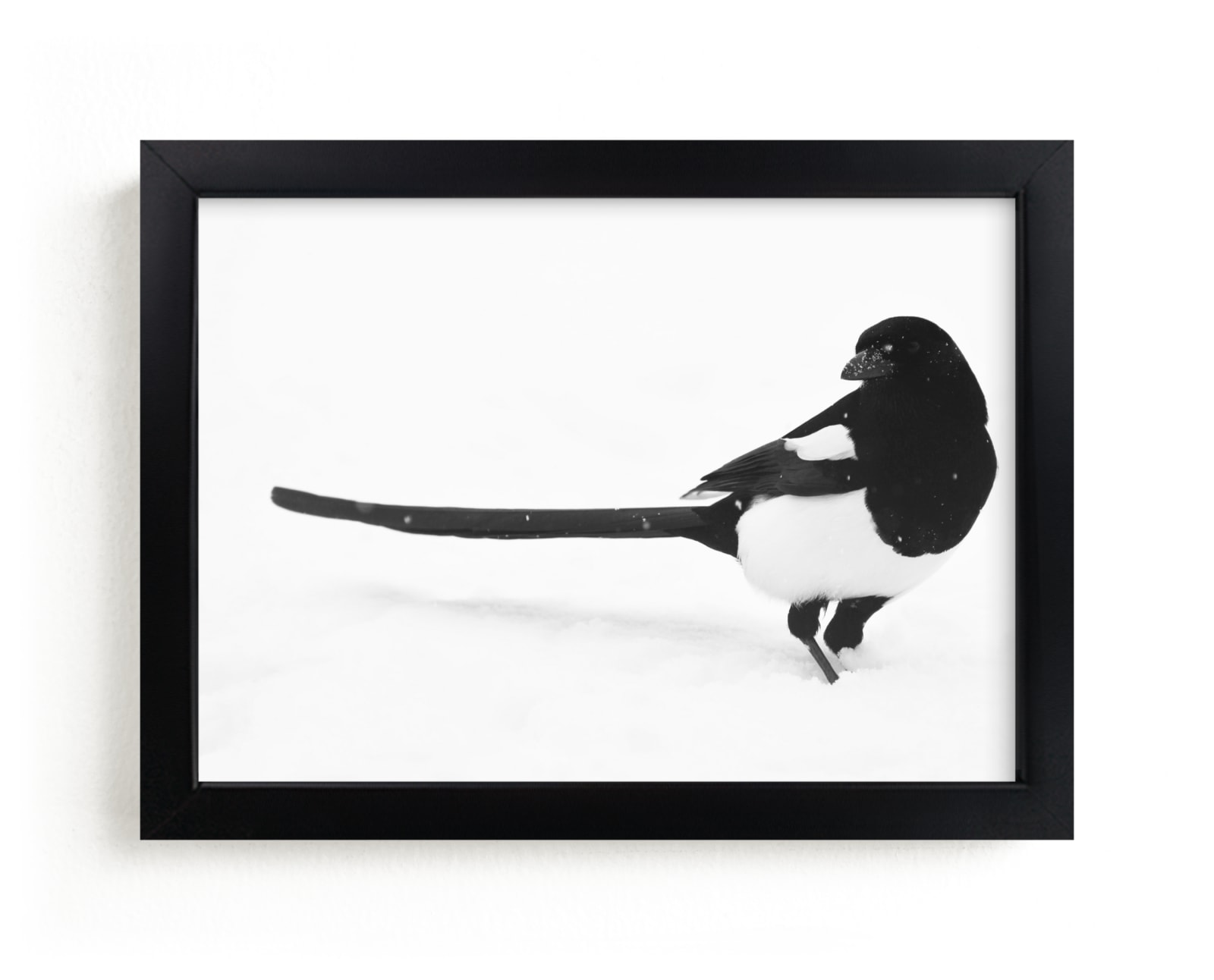 "Magpie" - Art Print by Leslie Le Coq in beautiful frame options and a variety of sizes.
