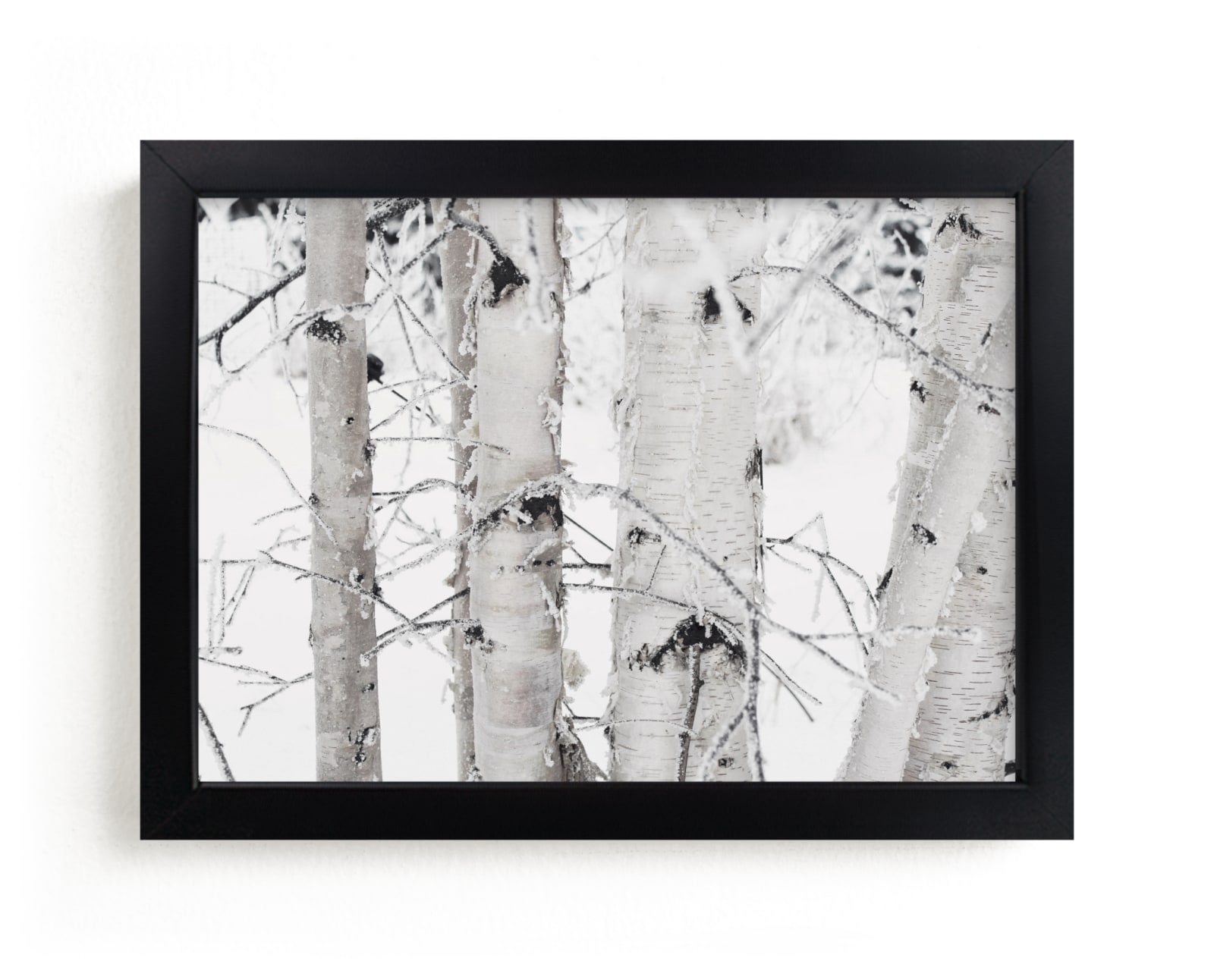 "Snowy Birch" by Melanie Severin in beautiful frame options and a variety of sizes.