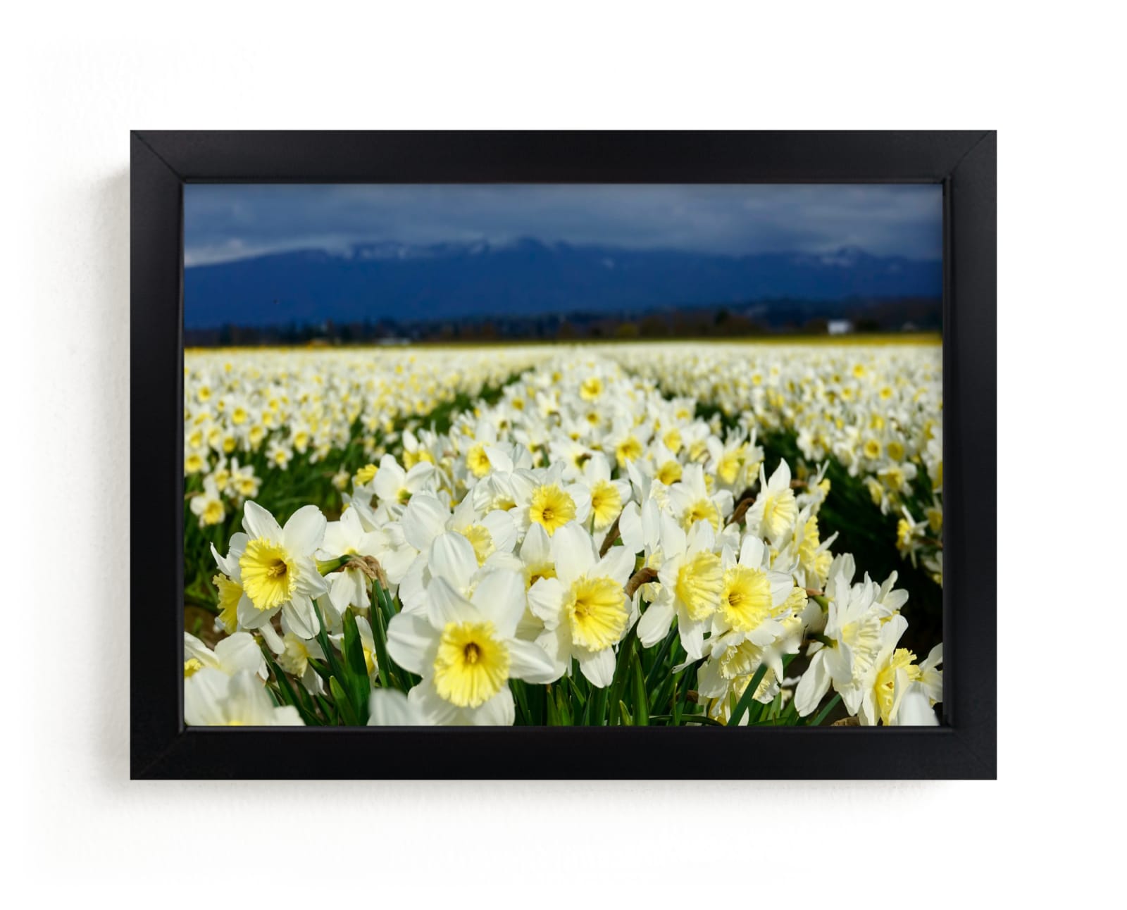 "Cheerful Daffs" by Jan Kessel in beautiful frame options and a variety of sizes.