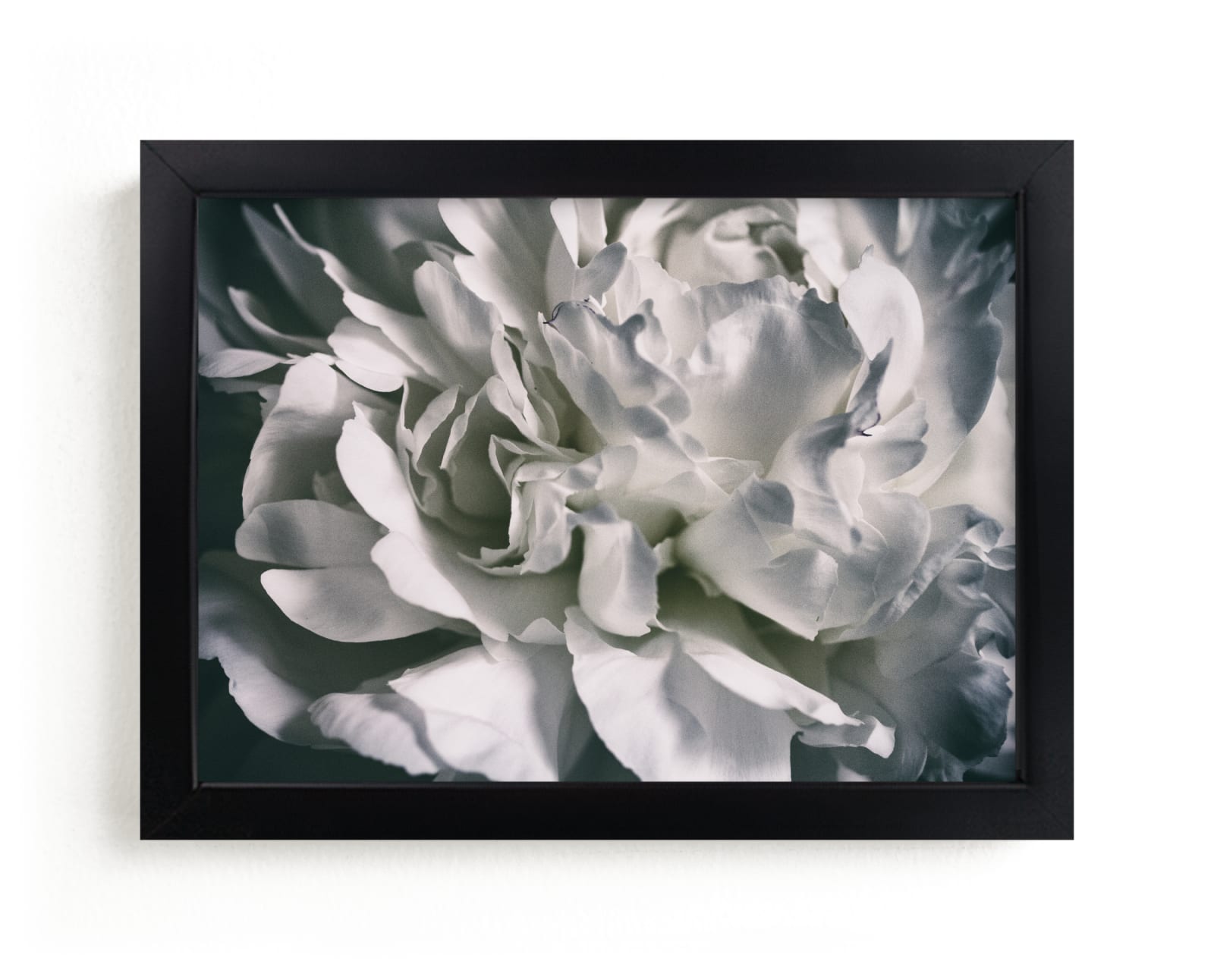 "Vintage White Peony" by Alexis Arnold in beautiful frame options and a variety of sizes.