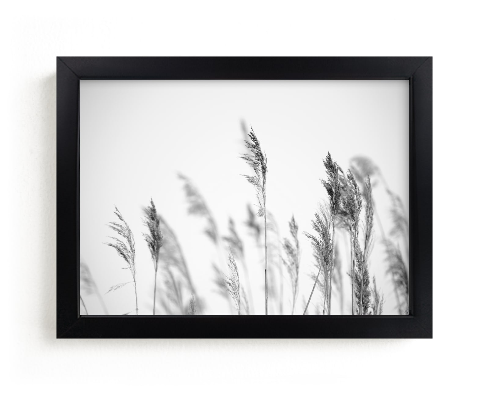 "summer weeds b+w" by Crystal Lynn Collins in beautiful frame options and a variety of sizes.
