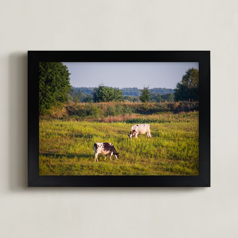 Cows in the pasture
