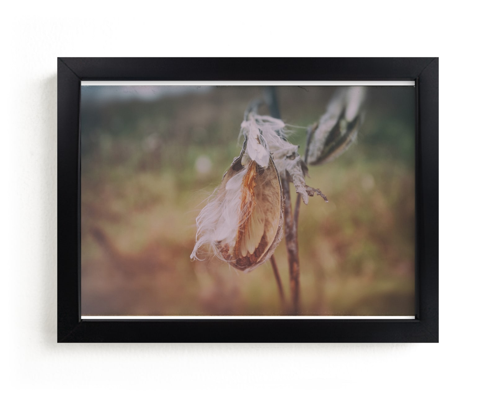 "Milkweed" by Alexis Arnold in beautiful frame options and a variety of sizes.