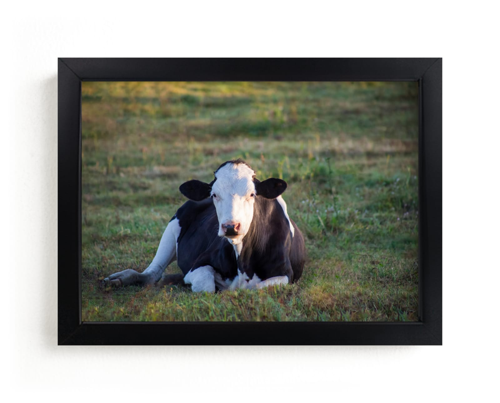"Cow in the sunset" by Lying on the grass in beautiful frame options and a variety of sizes.