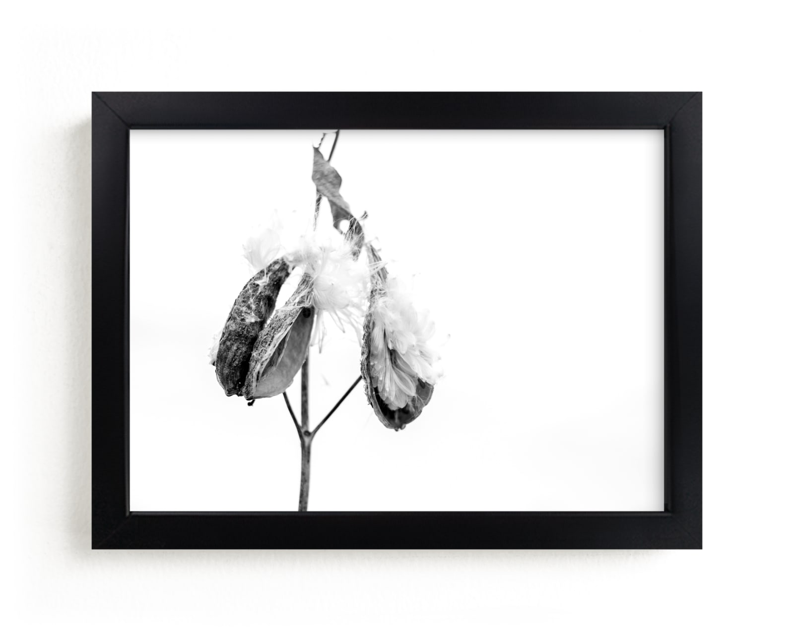 "Milkweed End of Season" by Alexis Arnold in beautiful frame options and a variety of sizes.