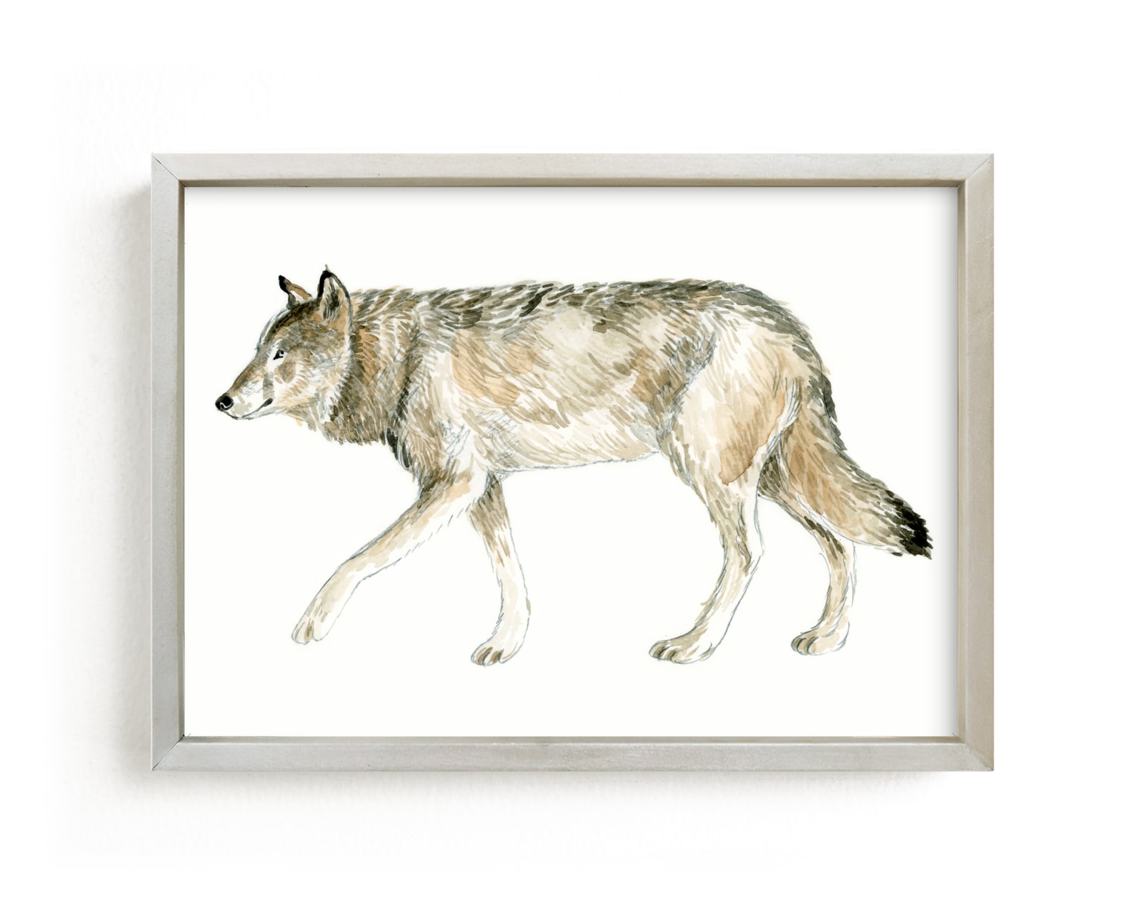 "Wolf Watercolour Study" - Limited Edition Art Print by Eve Schultz in beautiful frame options and a variety of sizes.