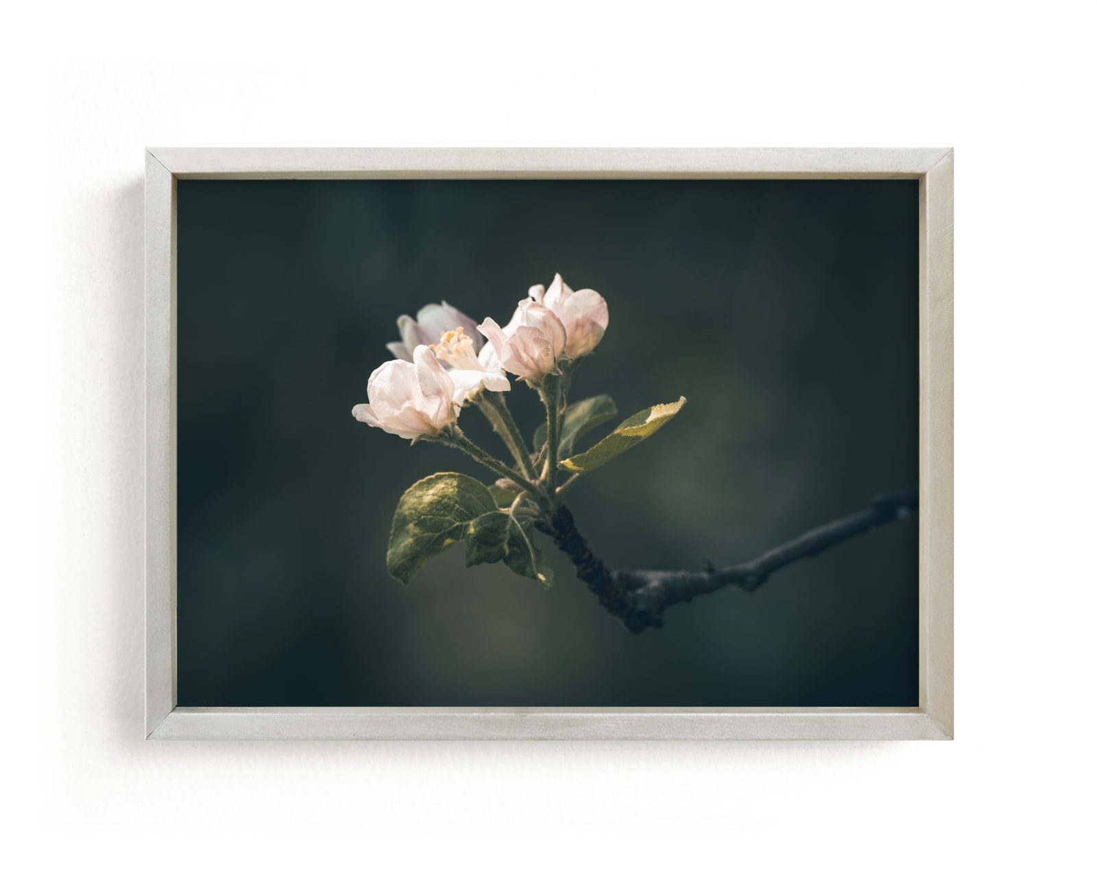 "Spring Apple Blossom" by Justine Bicknell in beautiful frame options and a variety of sizes.