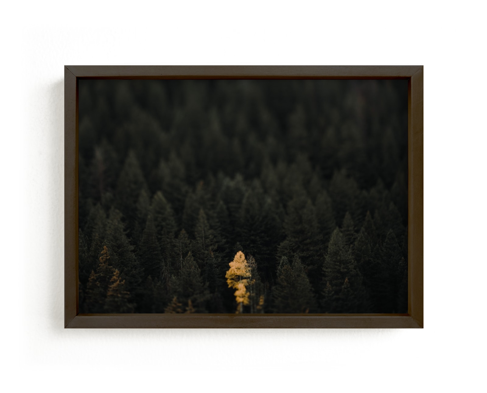 "the lone wolf" - Limited Edition Art Print by Jacob Loafman in beautiful frame options and a variety of sizes.